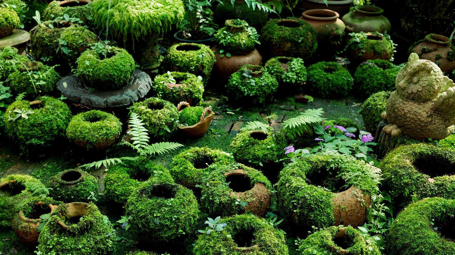 Make DIY Moss Covered Pots With Living Paint