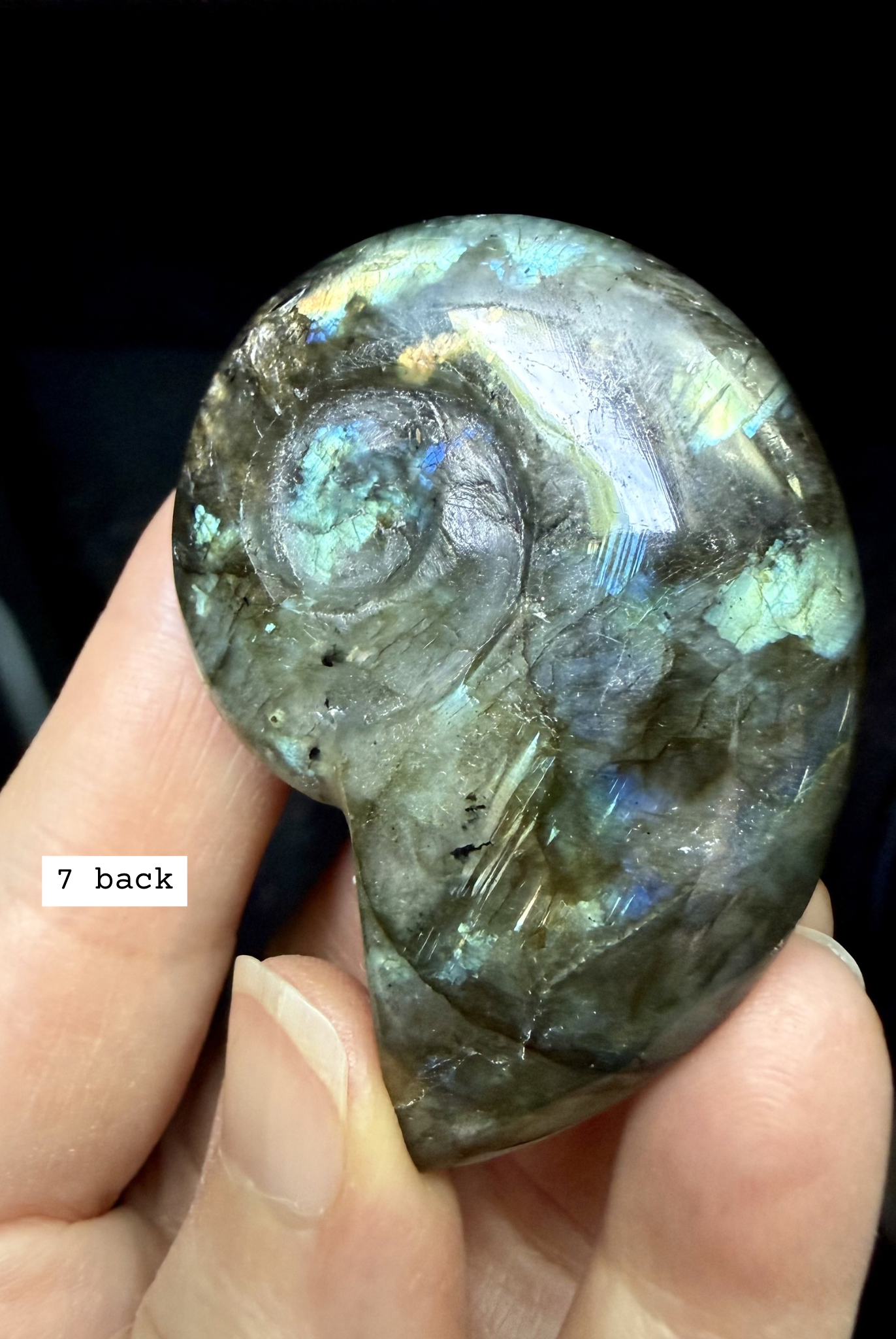 labradorite shell carving # 7 back view polished labradorite shell showing natural inclusions and structure