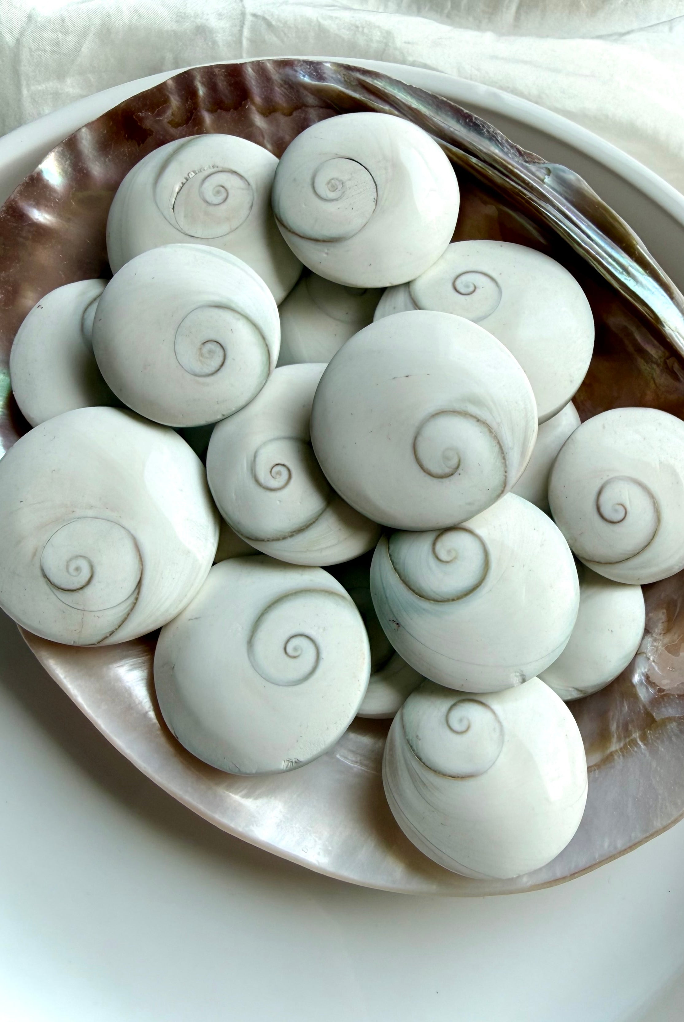 overhead view of natural Shiva Eye shells arranged in mother of pearl bowl with sacred spiral eye patterns and coastal tones