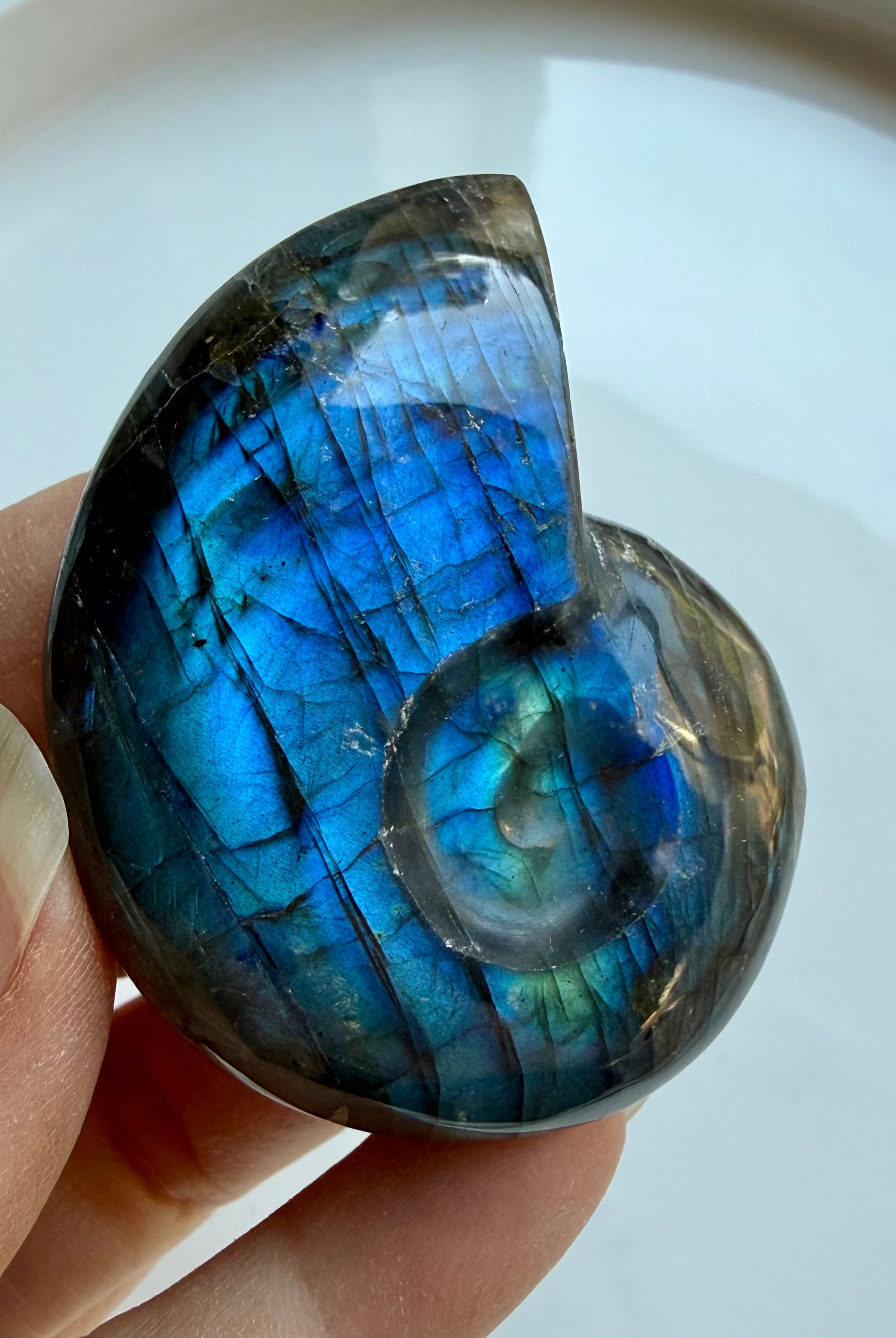 labradorite shell carving with intense blue flash spiral crystal shell for intuition transformation and altar decor