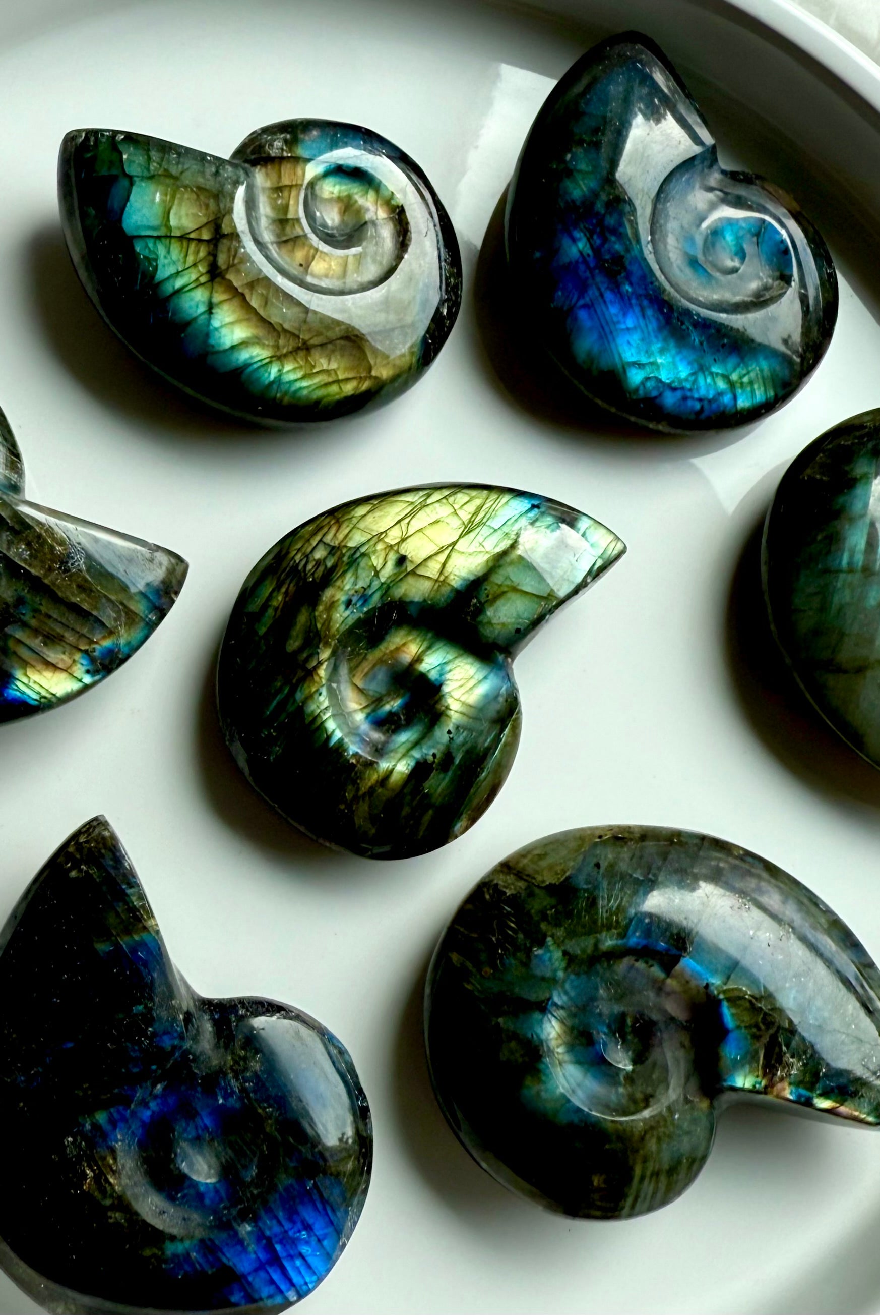 labradorite shell carvings showing natural flash from different angles spiral crystal shells for collection and display
