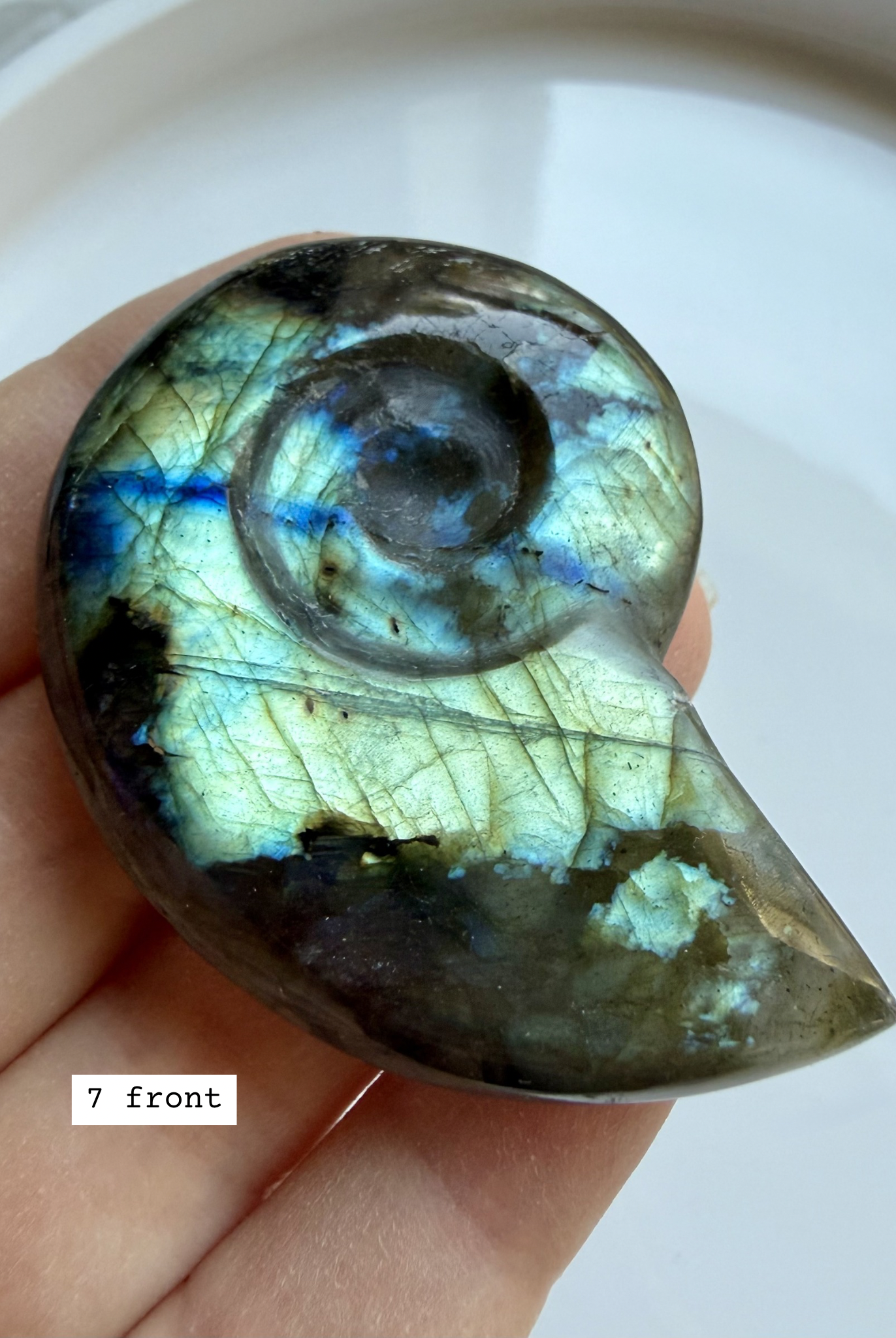 labradorite shell carving # 7 front view, spiral crystal shell with vibrant flash natural labradorite specimen
