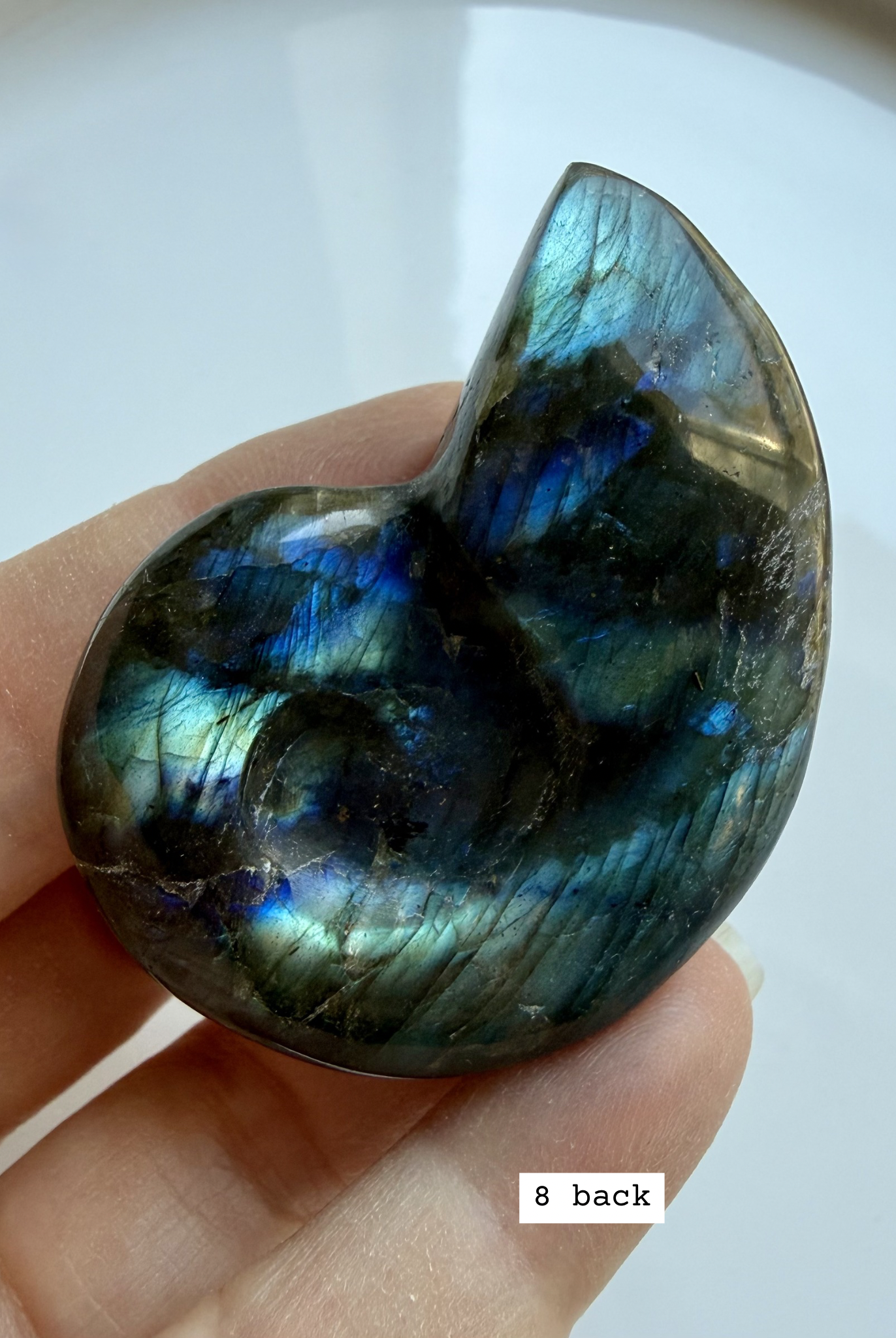 labradorite shell carving # 8 back view natural labradorite crystal shell with earthy patterning