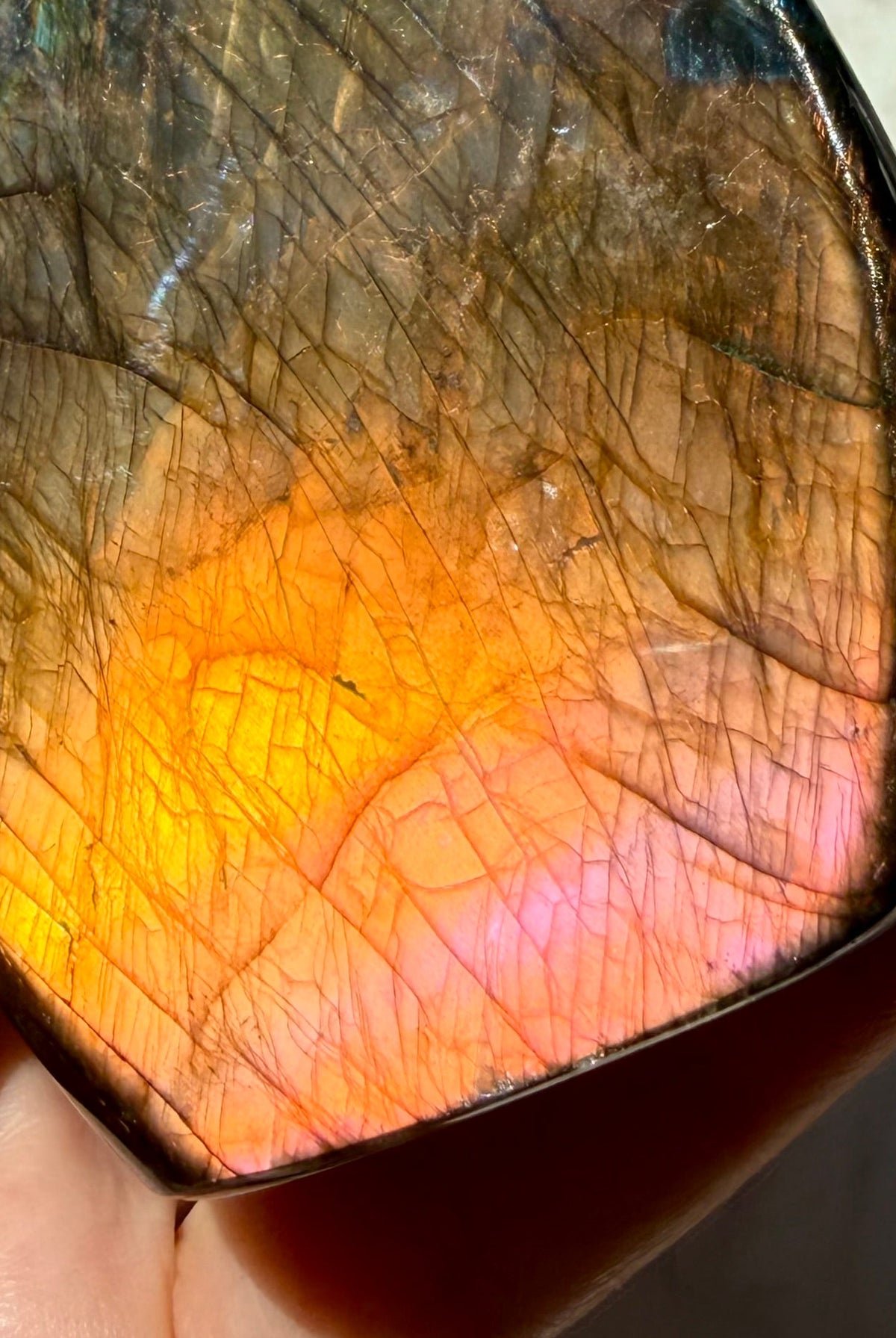 Orange Flash Labradorite crystal held in hand showing shifting orange, pink and purple labradorescence