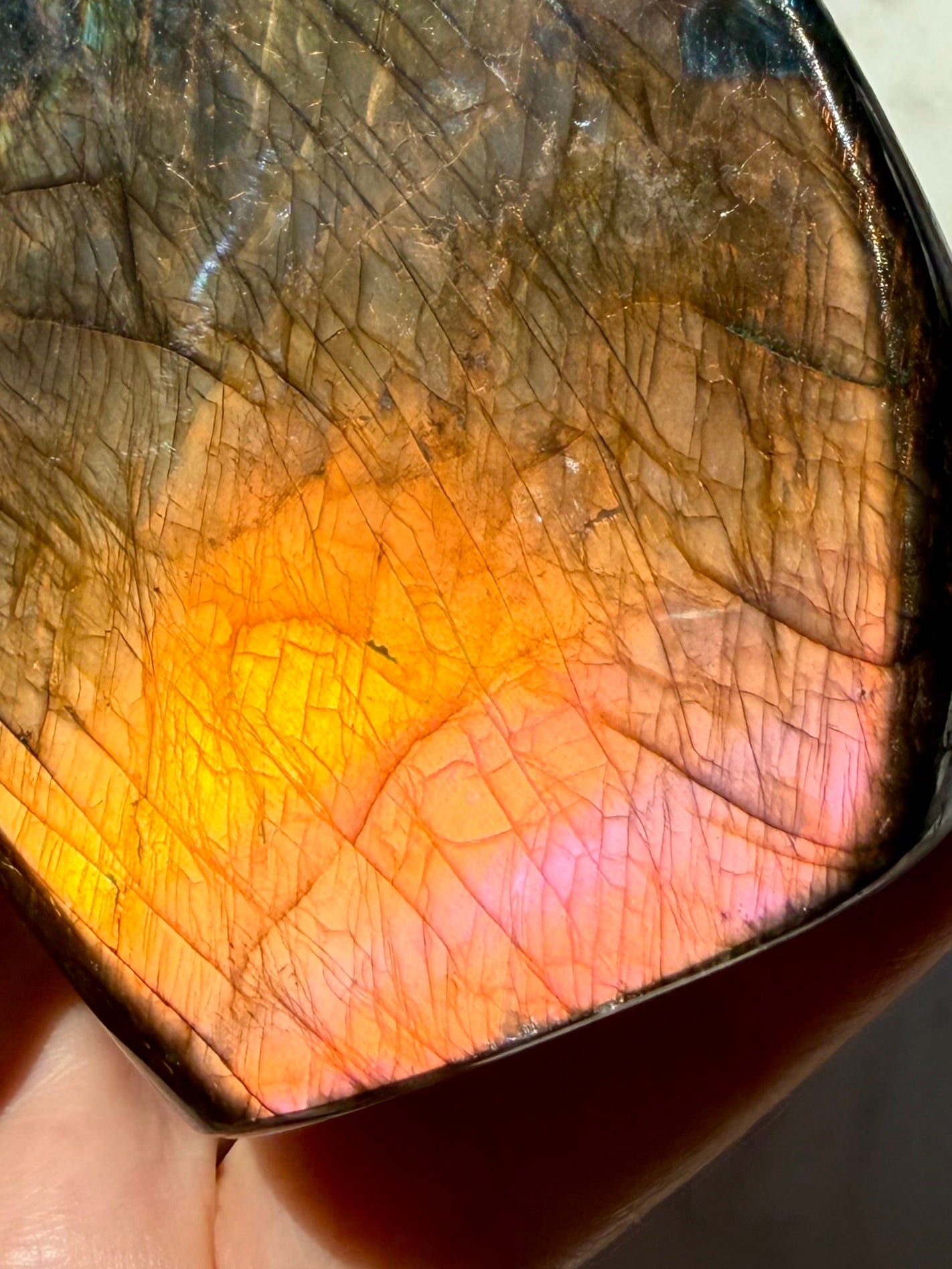 Orange Flash Labradorite crystal held in hand showing shifting orange, pink and purple labradorescence