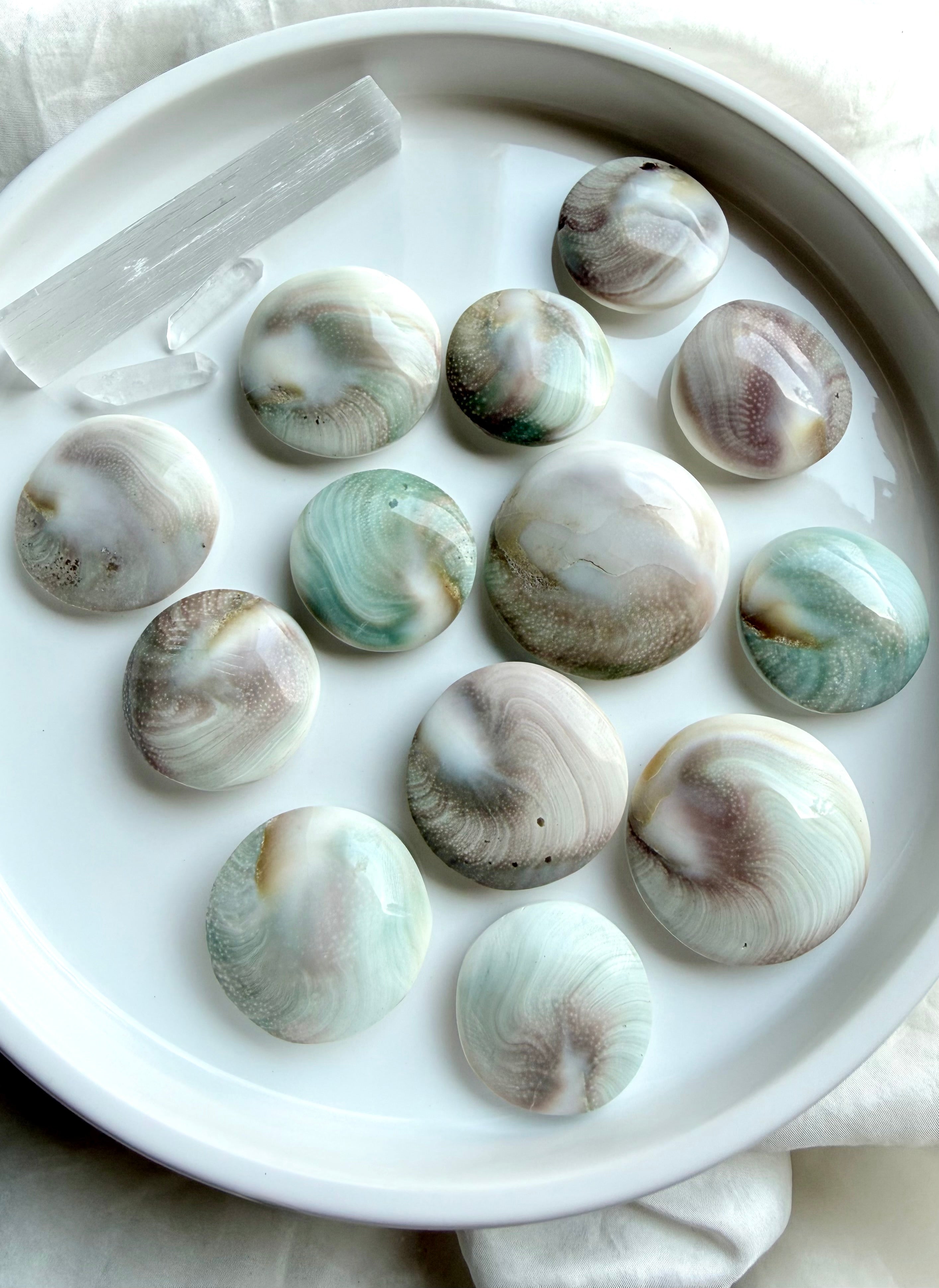 mixed Shiva Eye shells showing natural back sides with pearl-toned shell patterns and ocean-inspired colors