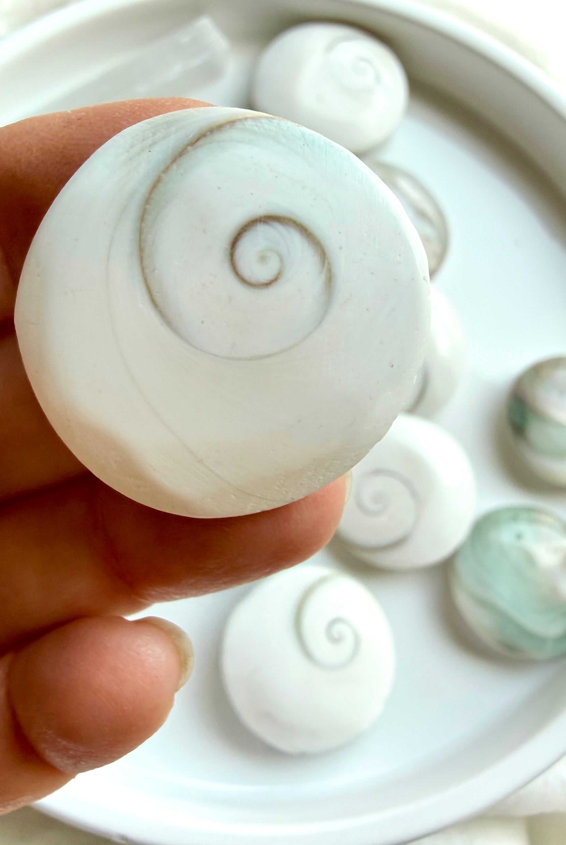 large Shiva Eye shell close-up with soft white tones and sacred spiral pattern