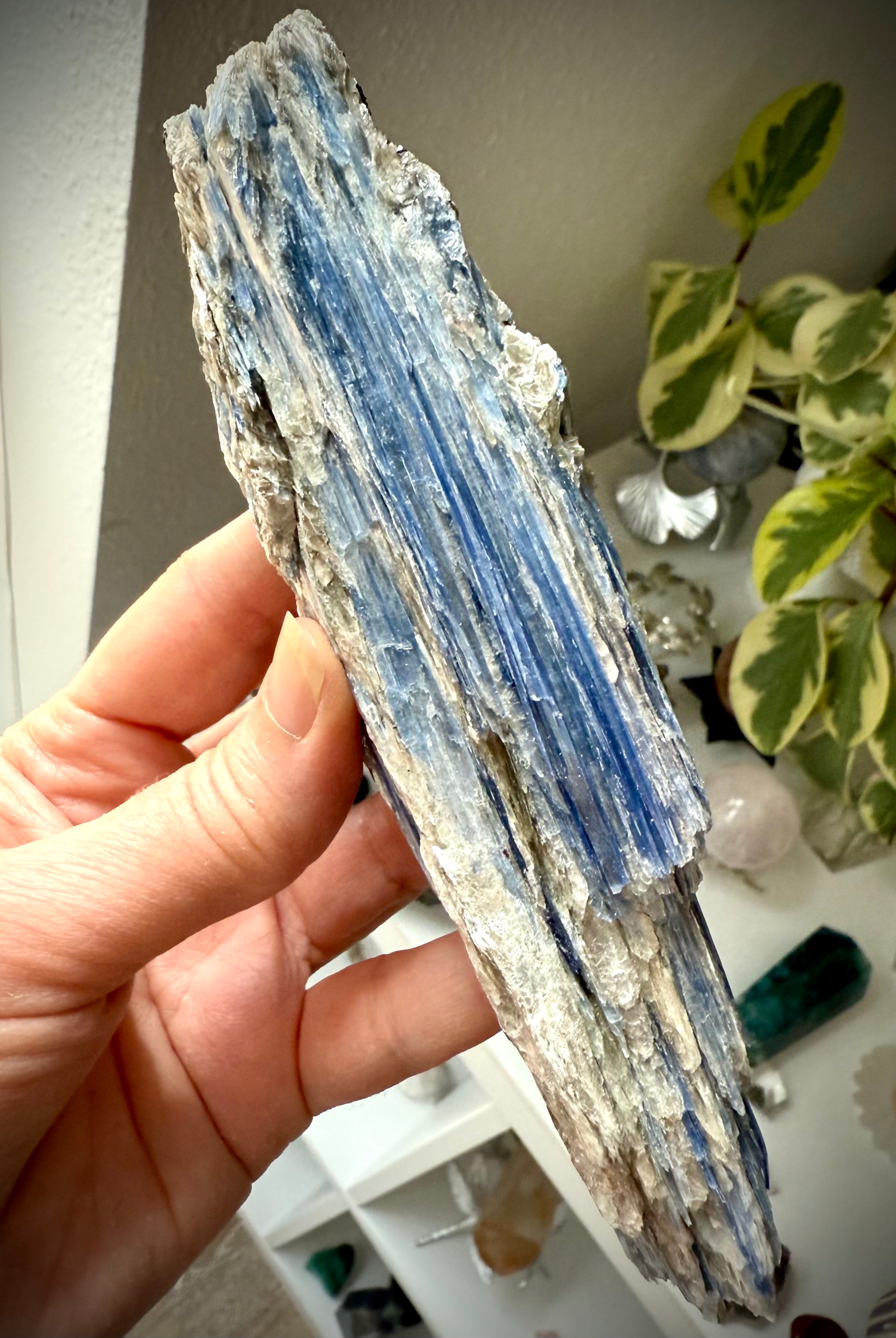 Detailed view of blue kyanite blades with muscovite shimmer and natural crystal texture