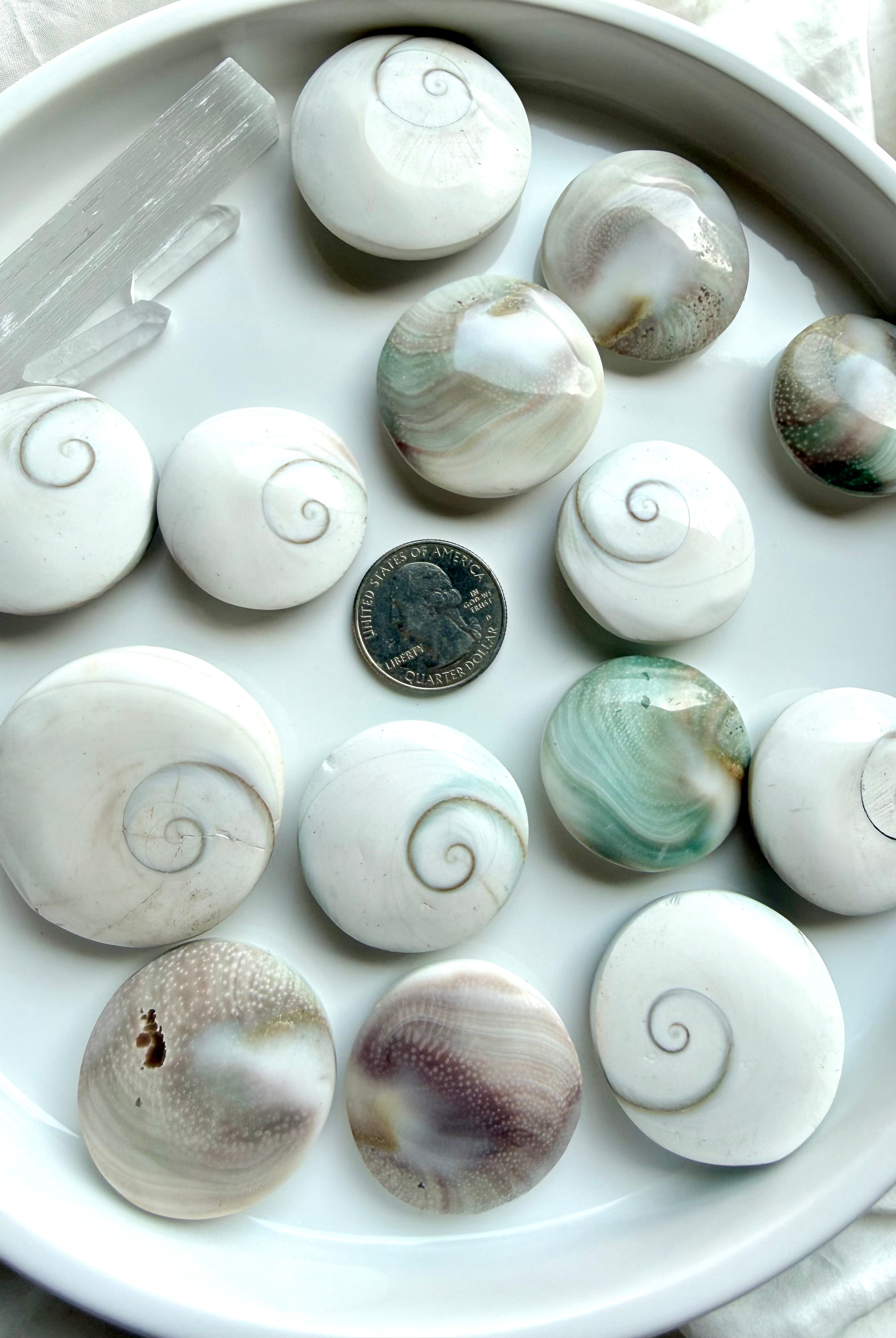 natural Shiva Eye shells on a white dish with a US quarter for scale, displaying front and back sides with protective eye symbolism