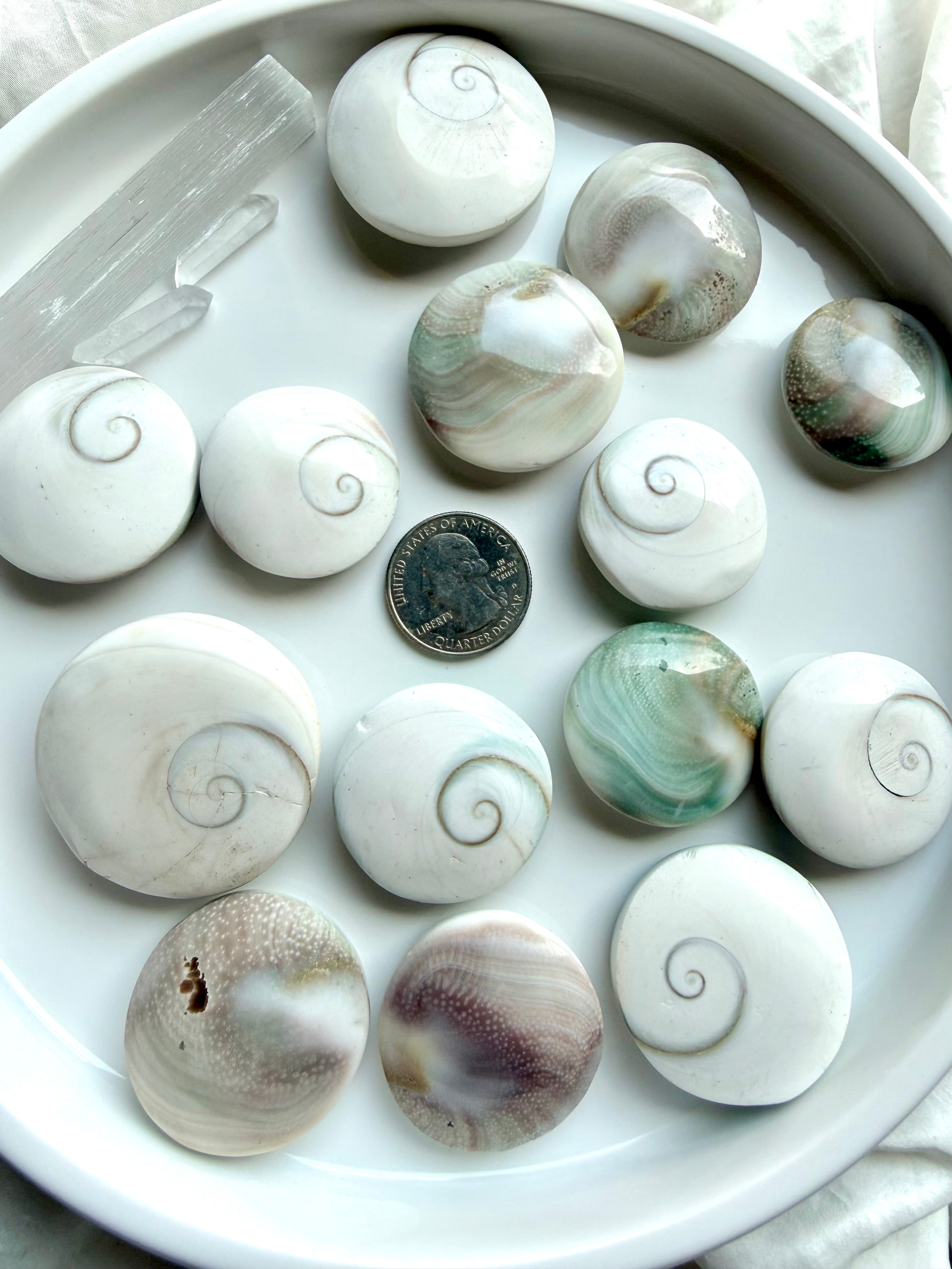 natural Shiva Eye shells on a white dish with a US quarter for scale, displaying front and back sides with protective eye symbolism