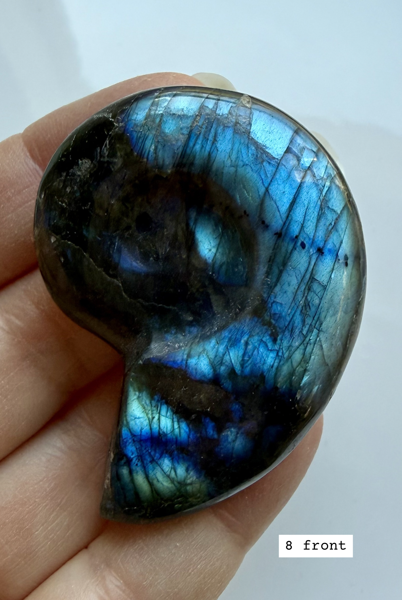 labradorite shell carving # 8 front view iridescent spiral crystal shell with strong flash choose your piece