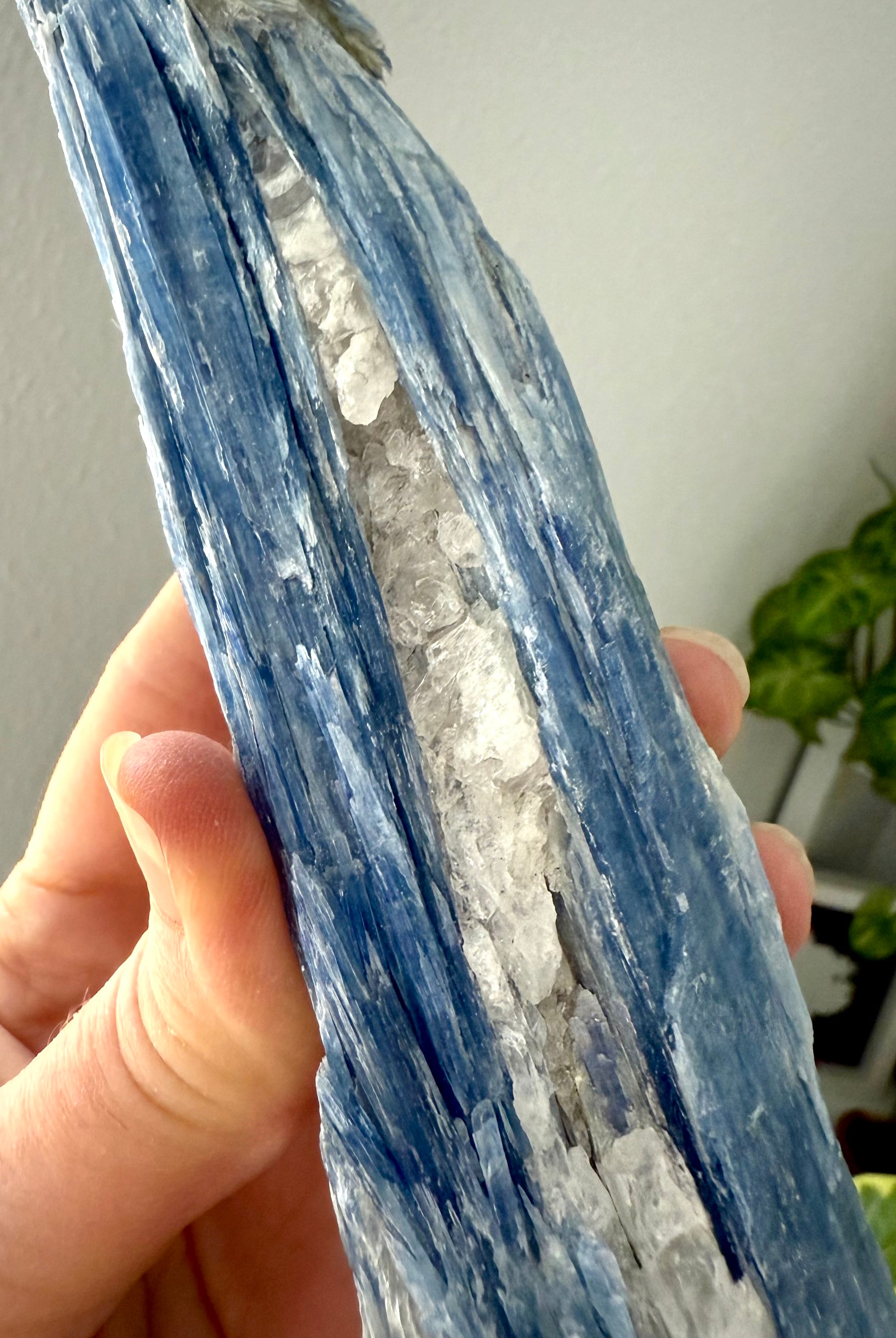 Close-up of blue kyanite crystal with shimmering muscovite + quartz, raw healing stone for throat chakra activation + aura cleansing