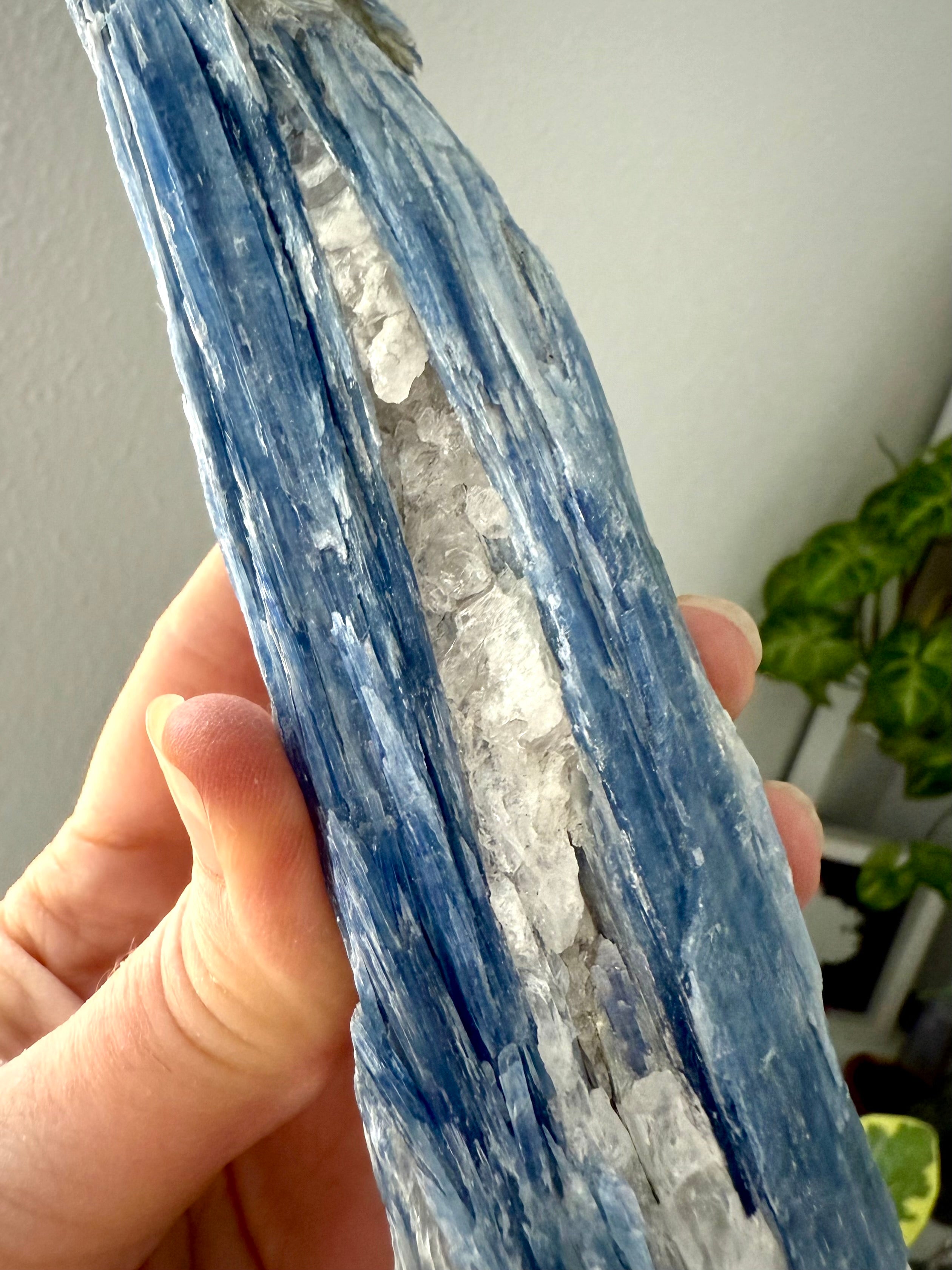 Close-up of blue kyanite crystal with shimmering muscovite + quartz, raw healing stone for throat chakra activation + aura cleansing