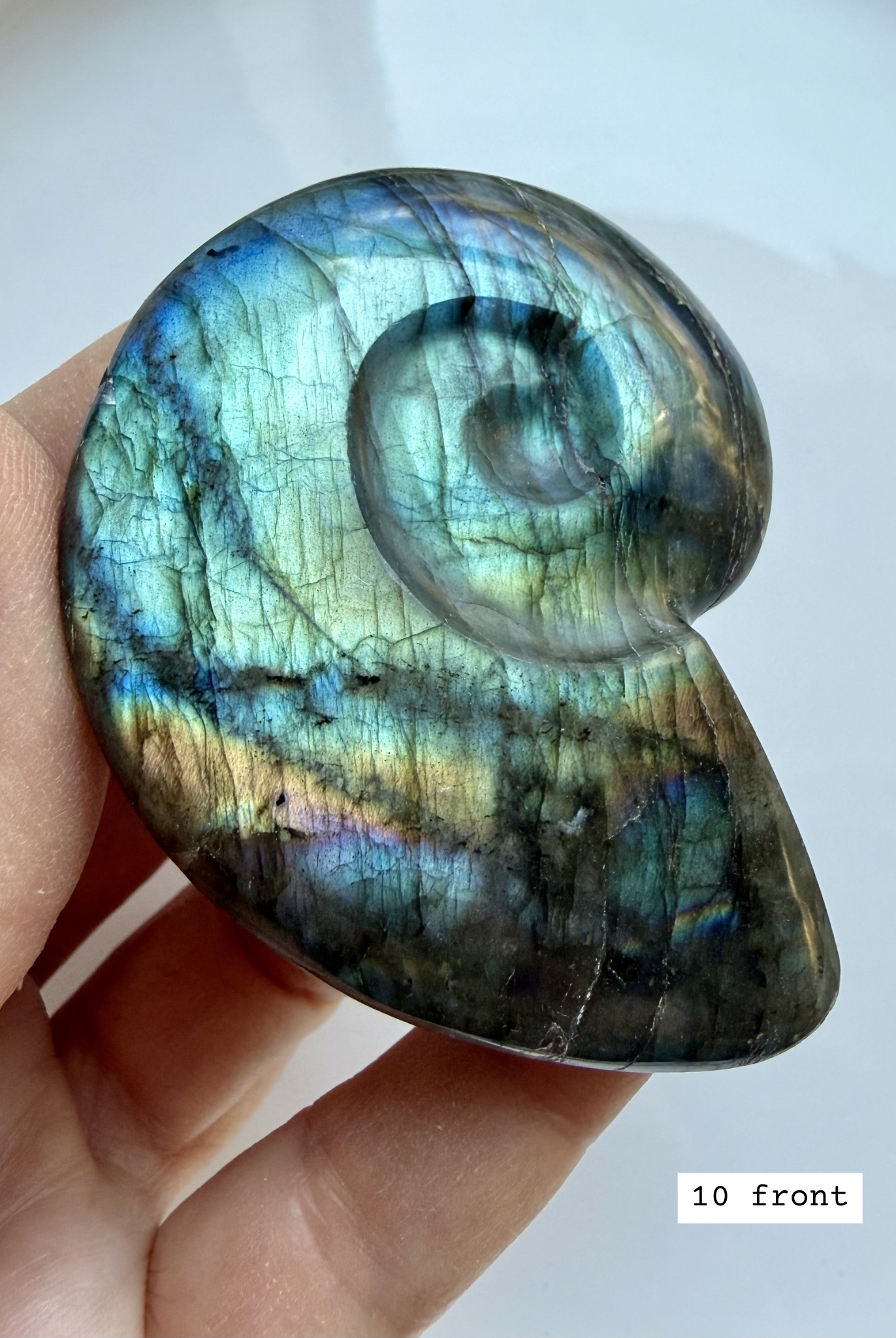labradorite shell carving # 10 front view multicolor flash spiral crystal shell for altar decor