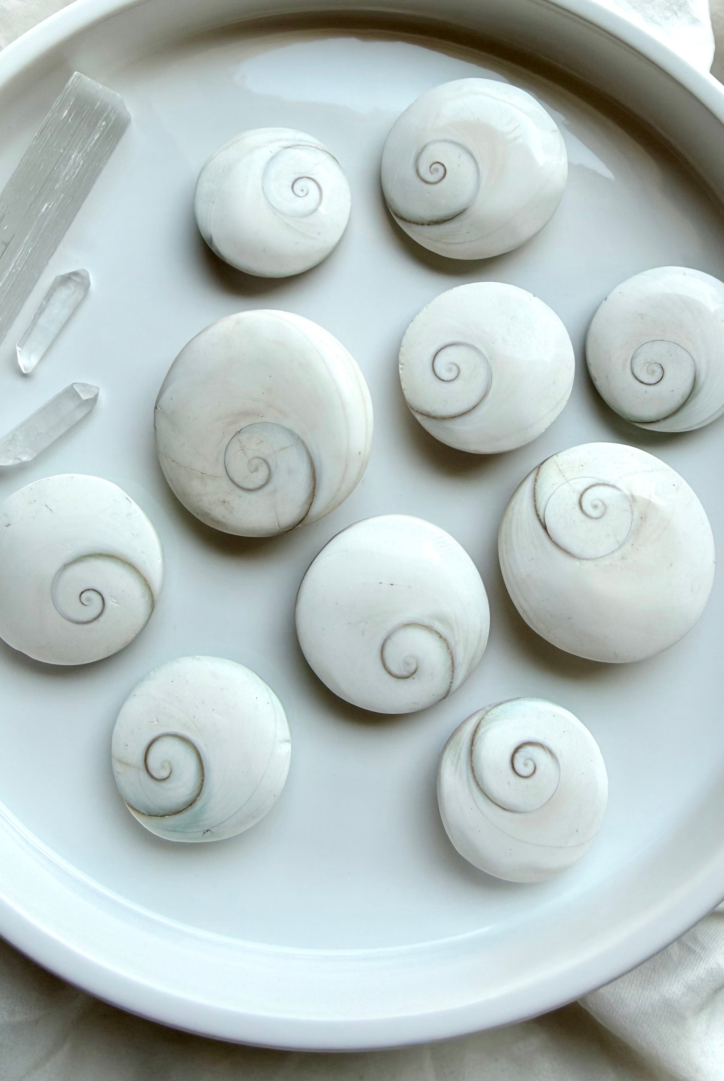 collection of natural Shiva Eye shells arranged on plate for spiritual protection and energy clearing