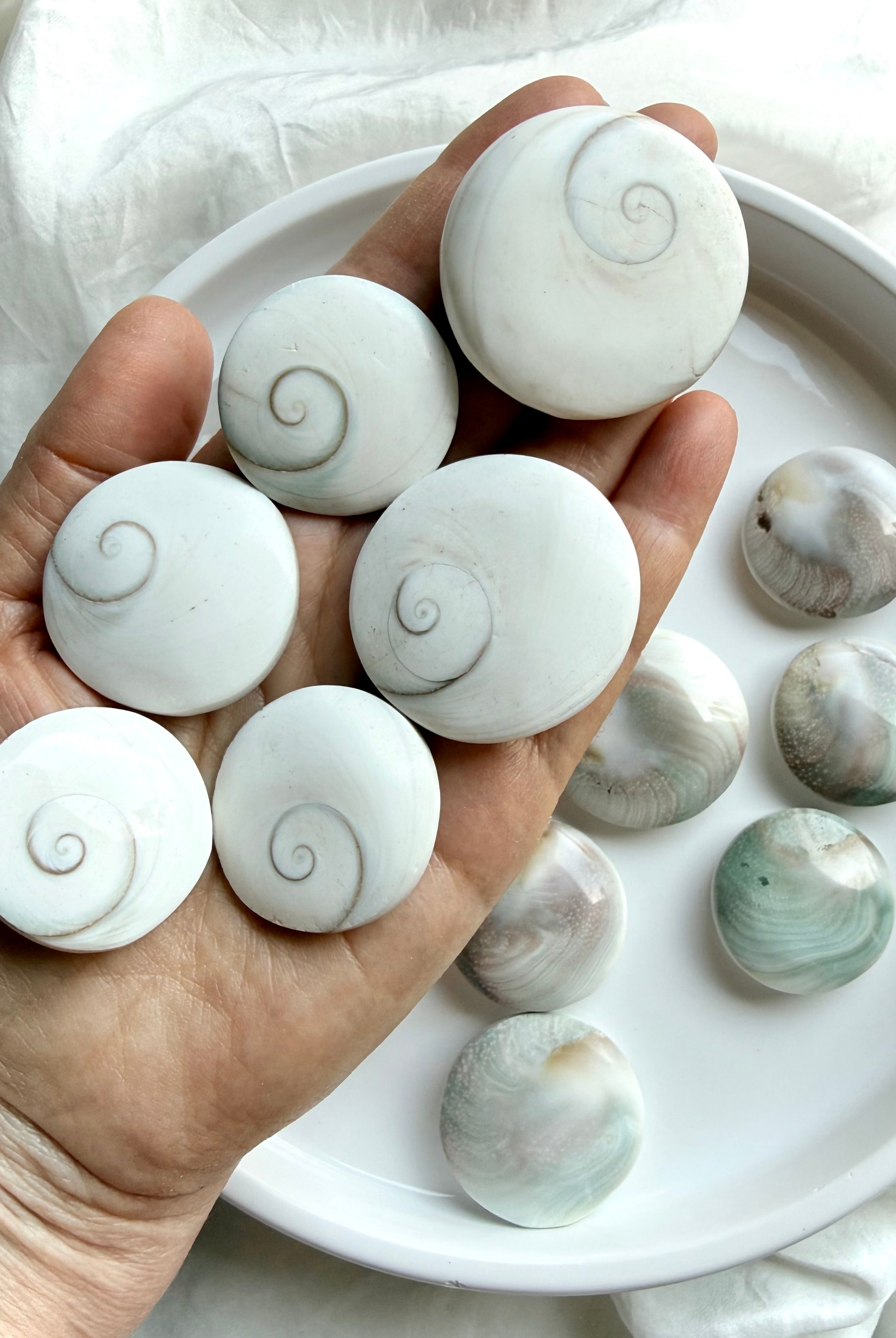 close-up of natural Shiva Eye shells on hand showing organic variation in size, color, and spiral detail