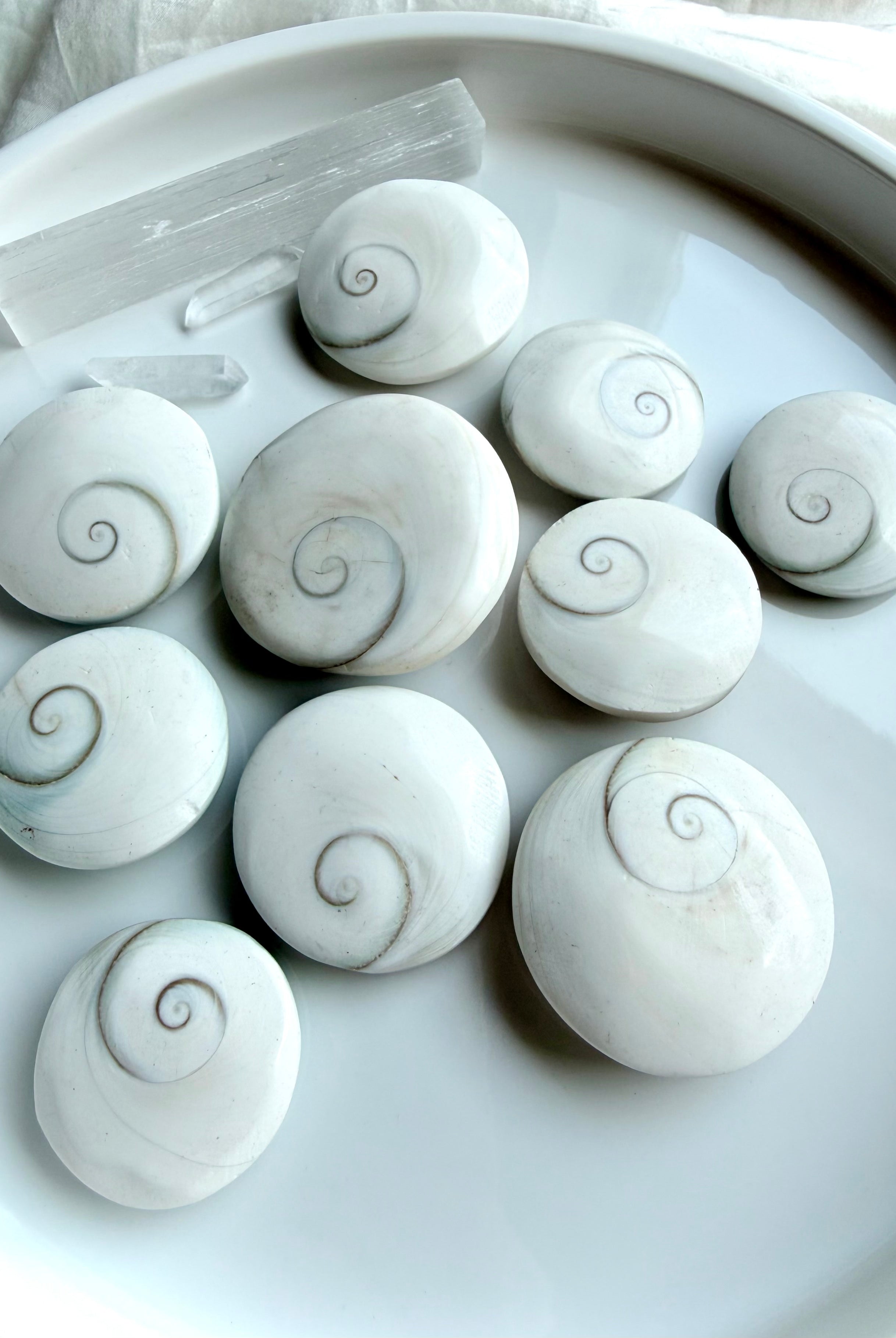 natural Shiva Eye shells with spiral pattern for protection, intuition, and good fortune