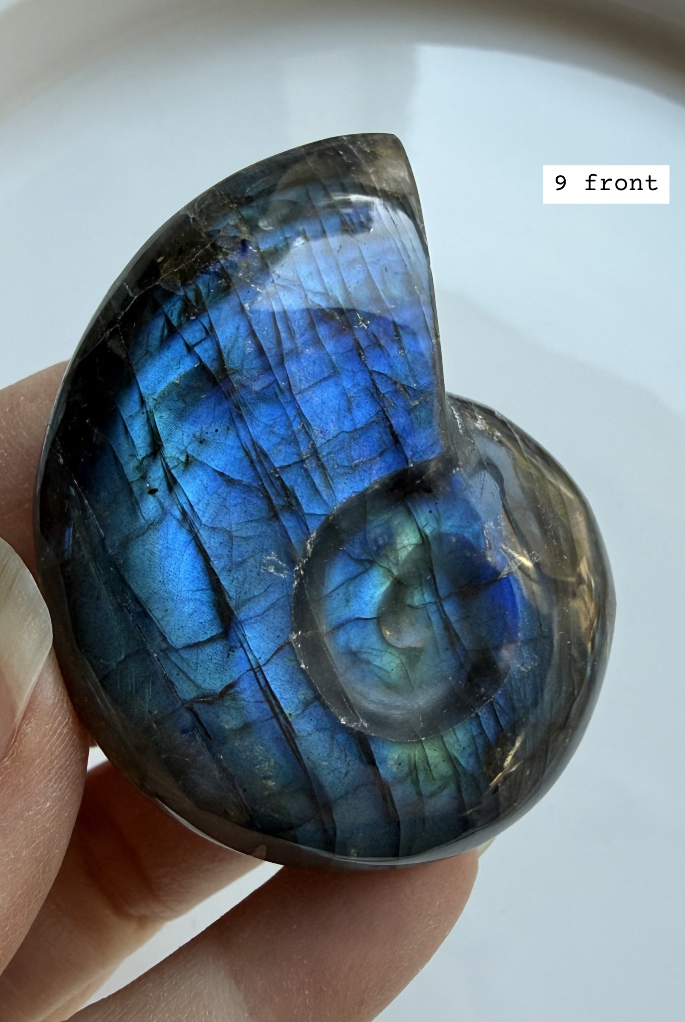 labradorite shell carving # 9 front view deep blue flash spiral crystal shell for transformation