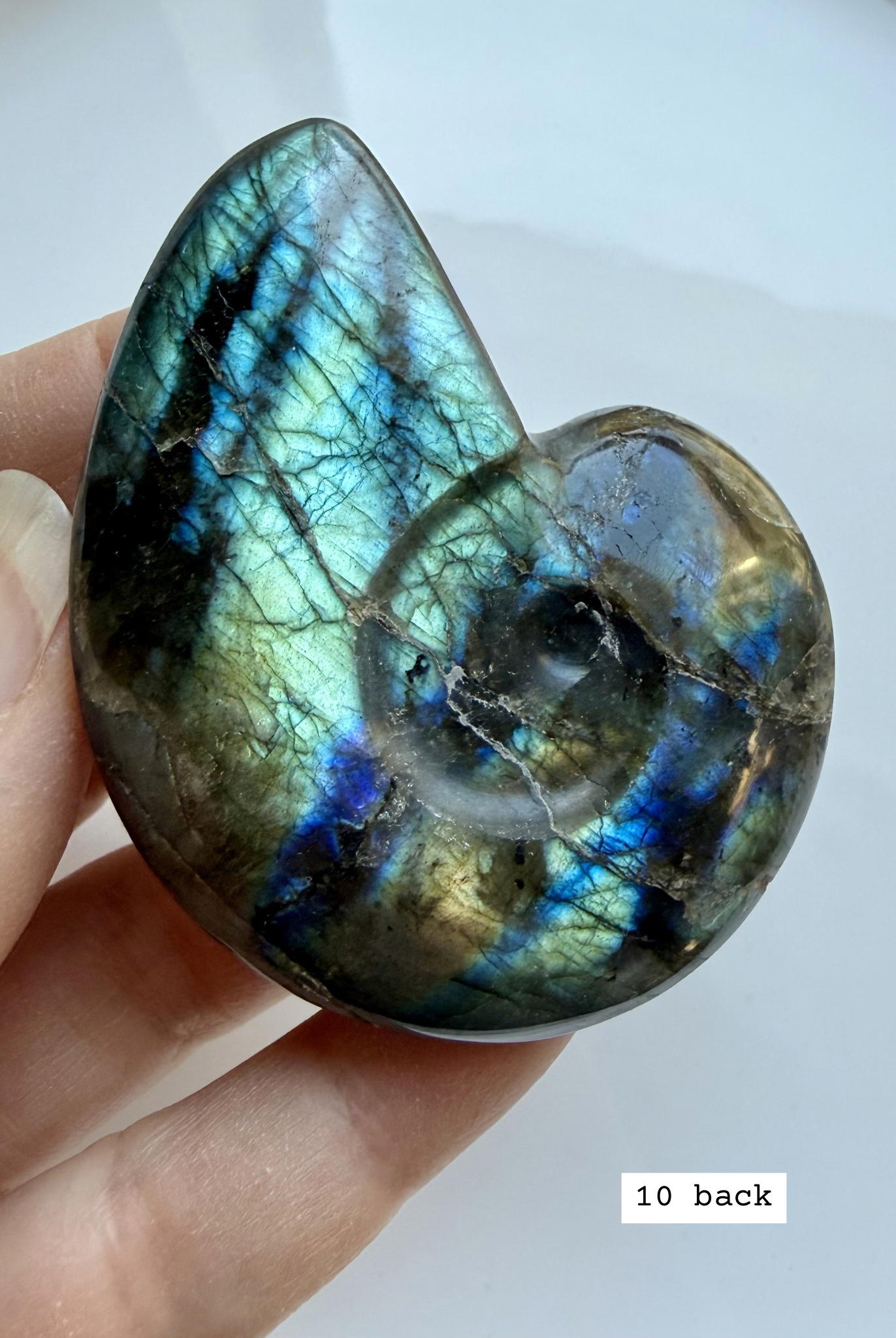 labradorite shell carving # 10 back view natural labradorite shell with soft flash and stone texture