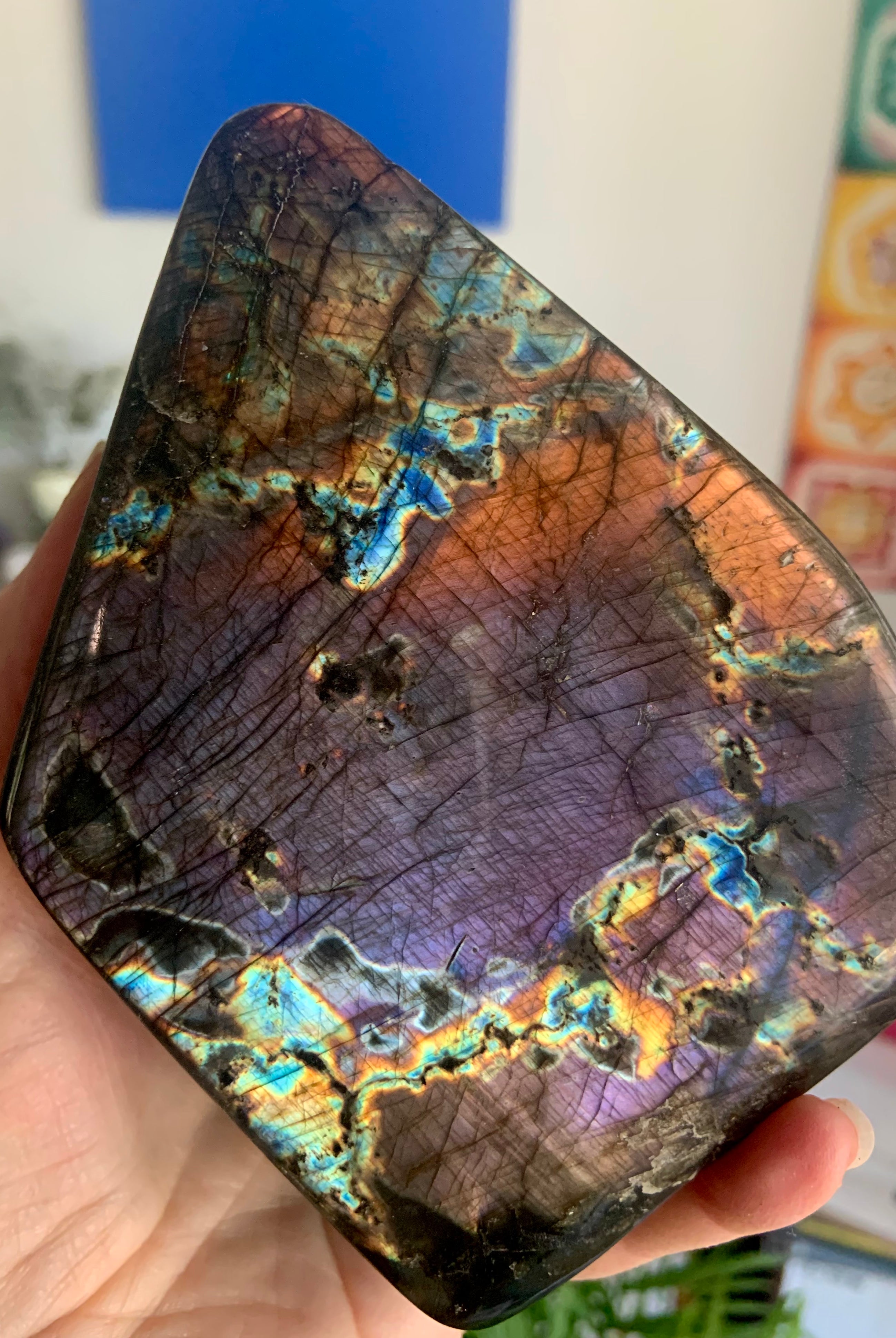 Rare Rainbow Labradorite Collector's Item! This stunning angular freeform shape flashes Orange + Purple with so many colors in between.
