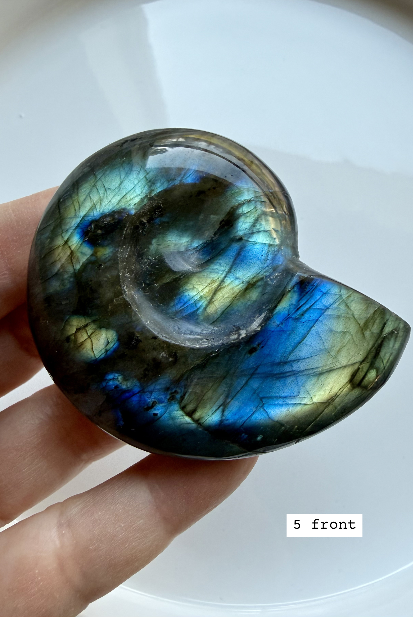 labradorite shell carving # 5 front, natural spiral crystal shell with labradorescence for intuition and transformation