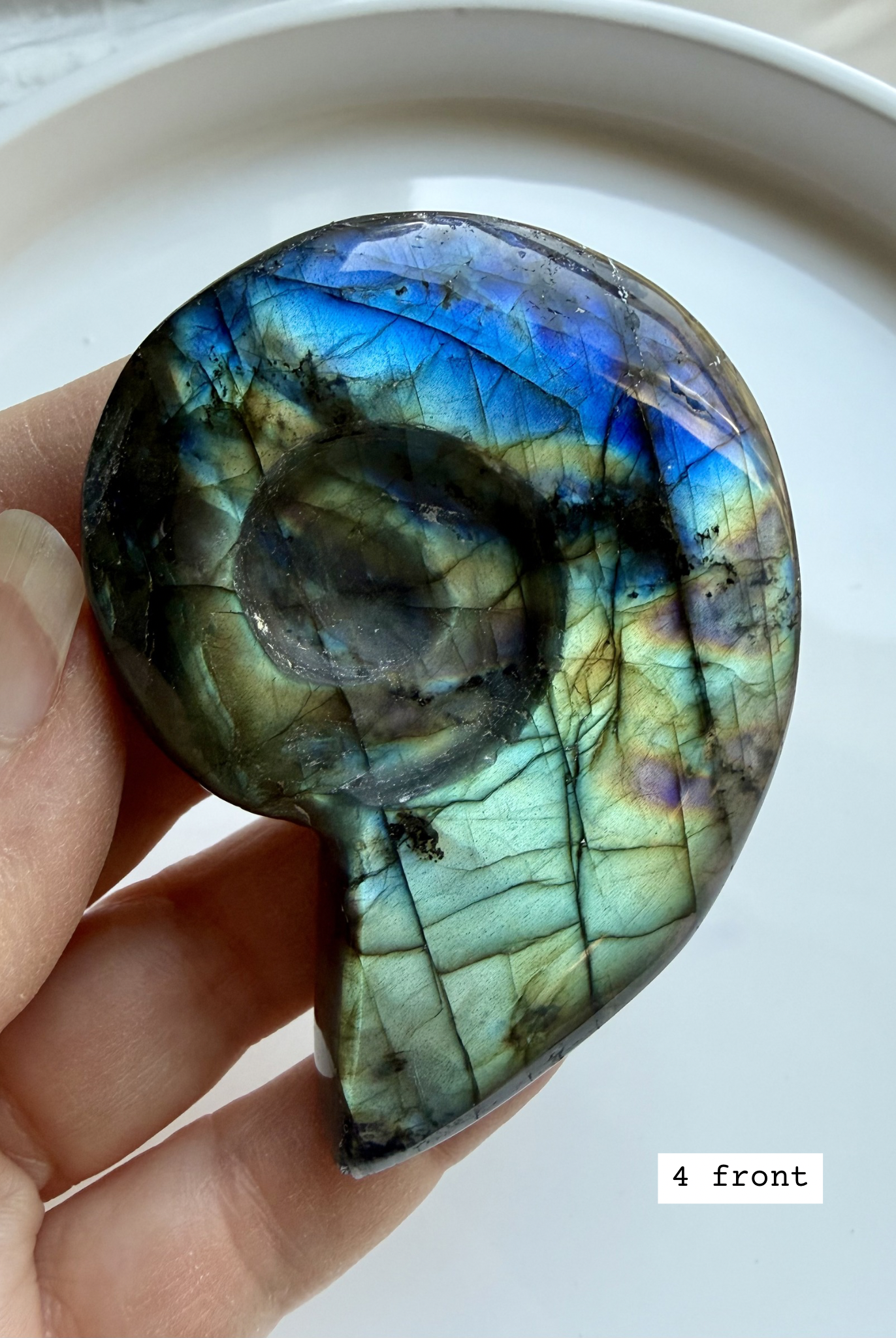 labradorite shell carving # 4 front, flashy spiral crystal shell with blue flash choose your piece