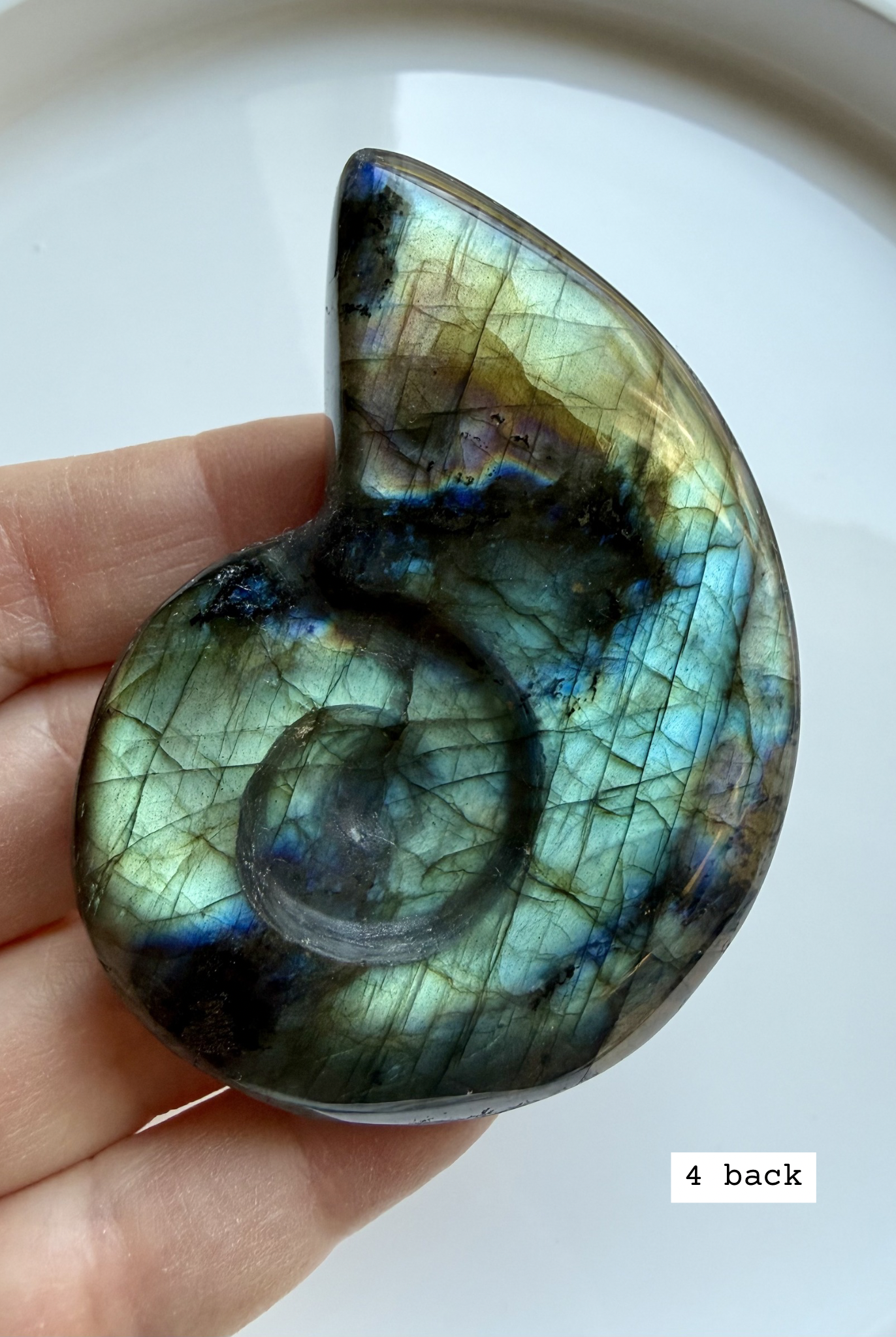 labradorite shell carving # 4 back view natural labradorite crystal shell showing raw pattern and polish