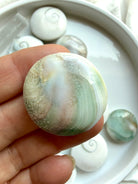 Close up Shiva Eye shell reverse side displaying natural pearl-toned shell patterns and ocean-inspired beauty