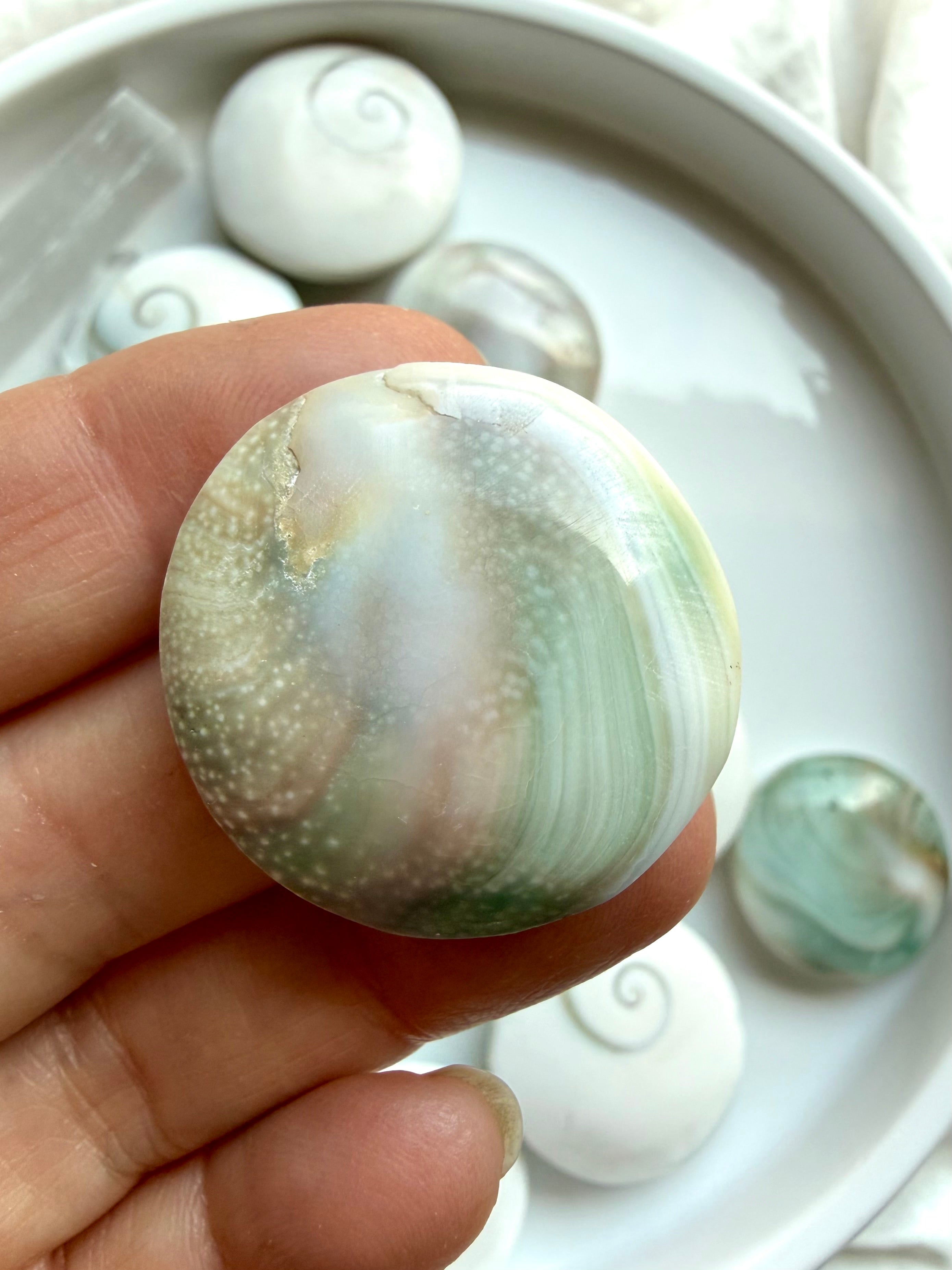 Close up Shiva Eye shell reverse side displaying natural pearl-toned shell patterns and ocean-inspired beauty