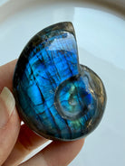 labradorite shell carving with intense blue flash spiral crystal shell for intuition transformation and altar decor