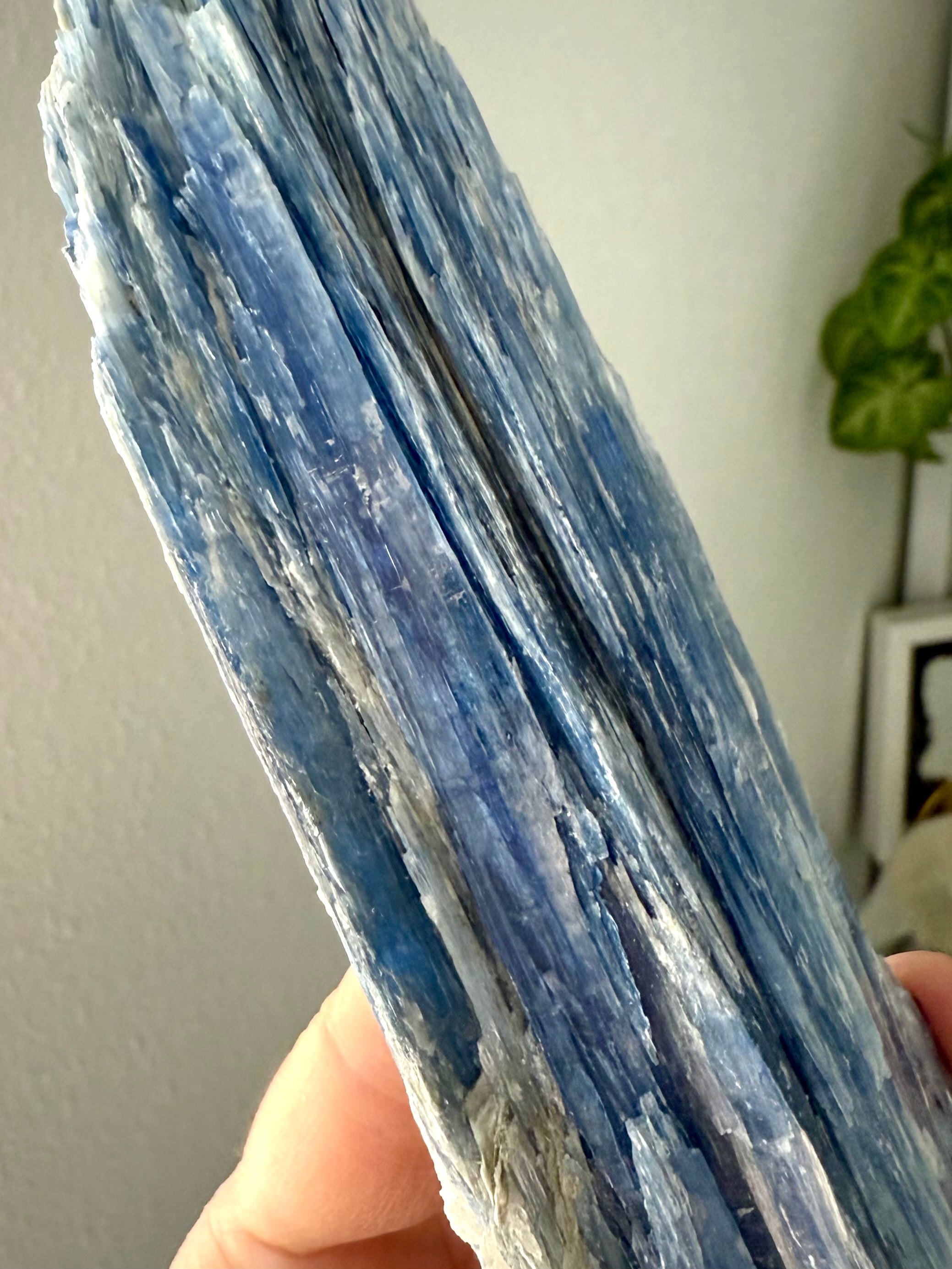 Detailed view of natural blue kyanite crystal with layered blades, quartz matrix + luminous muscovite sparkle, high vibration metaphysical stone