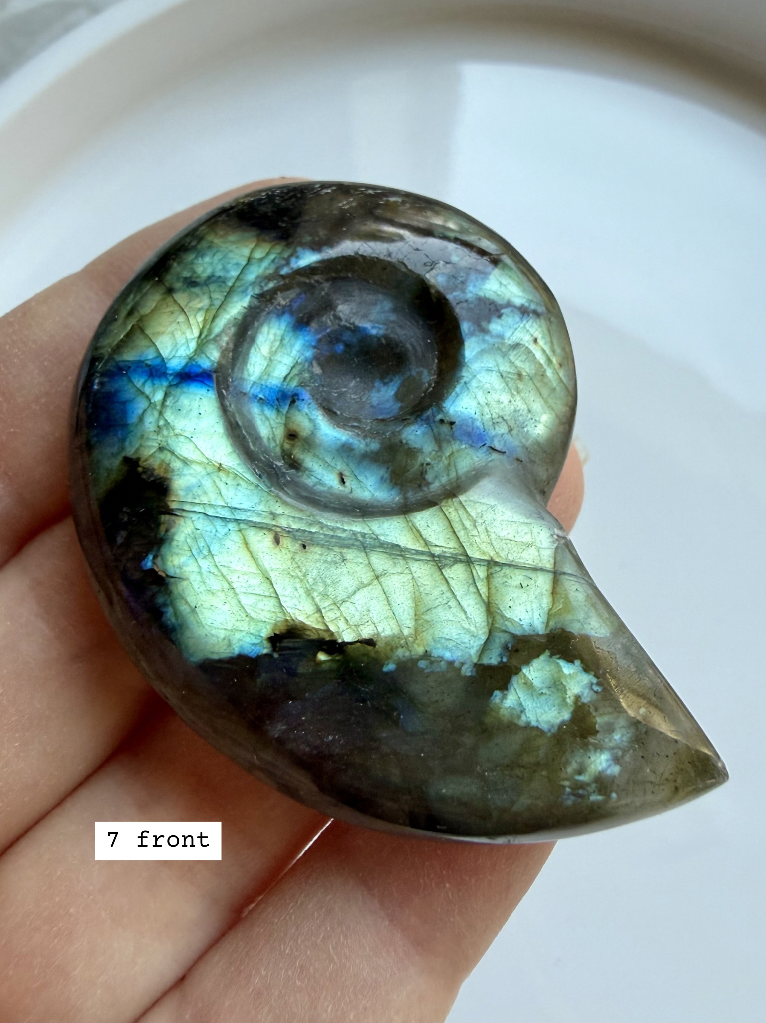 labradorite shell carving # 7 front view, spiral crystal shell with vibrant flash natural labradorite specimen