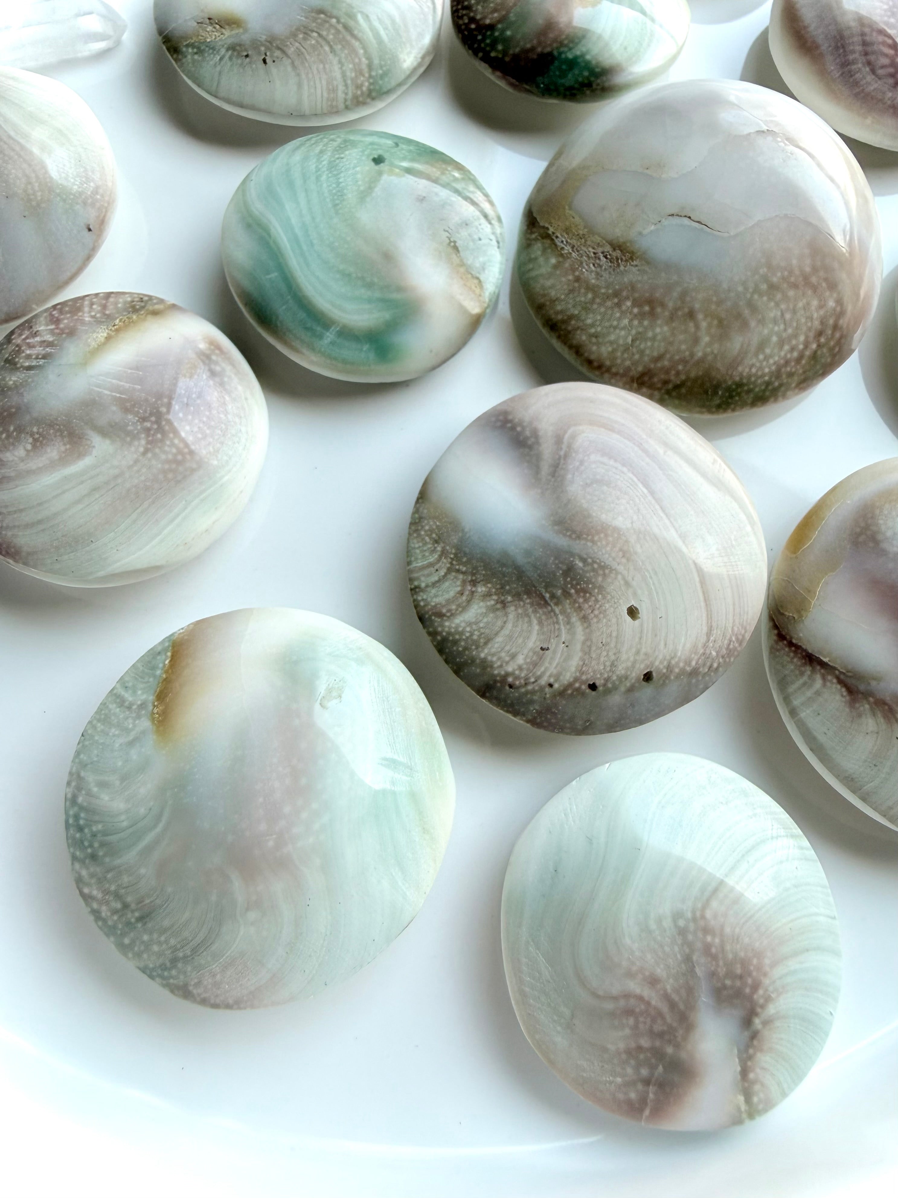 Shiva Eye shell showing natural pearl-toned reverse side with organic oceanic patterns