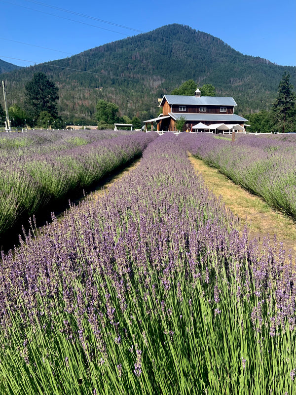 Artisan Distilled Lavender Hydrosol