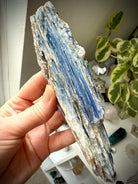 Detailed view of blue kyanite blades with muscovite shimmer and natural crystal texture