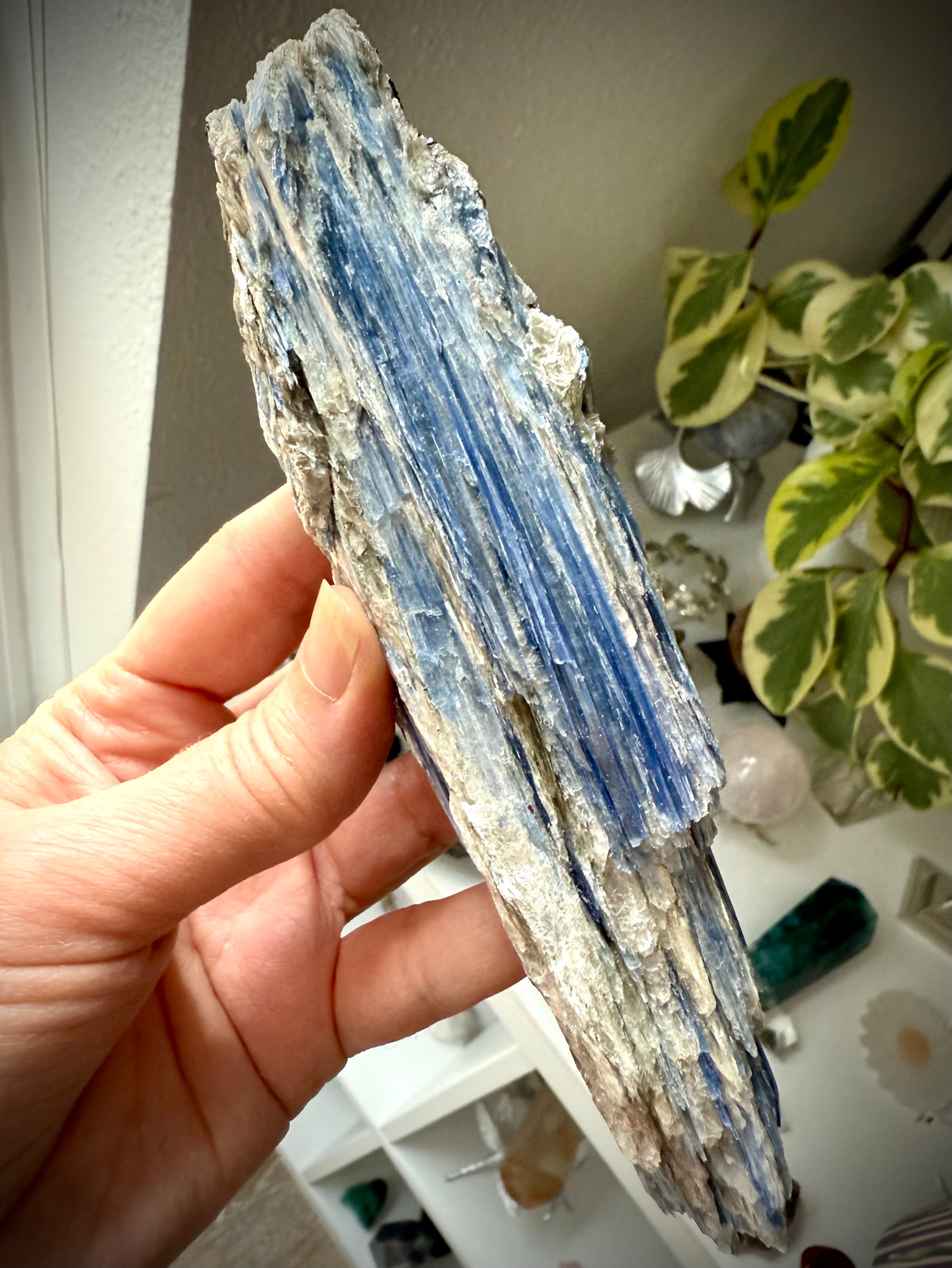 Detailed view of blue kyanite blades with muscovite shimmer and natural crystal texture