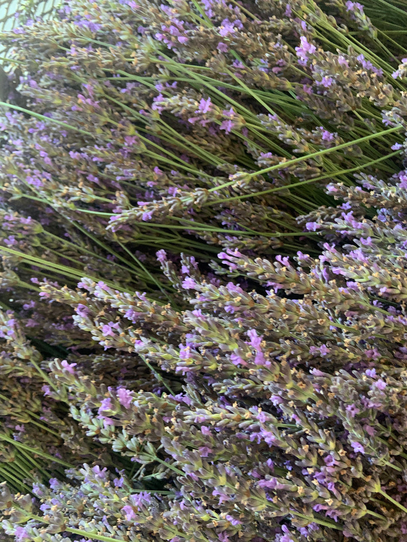 Artisan Distilled Lavender Hydrosol