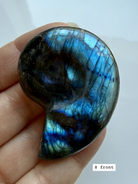labradorite shell carving # 8 front view iridescent spiral crystal shell with strong flash choose your piece