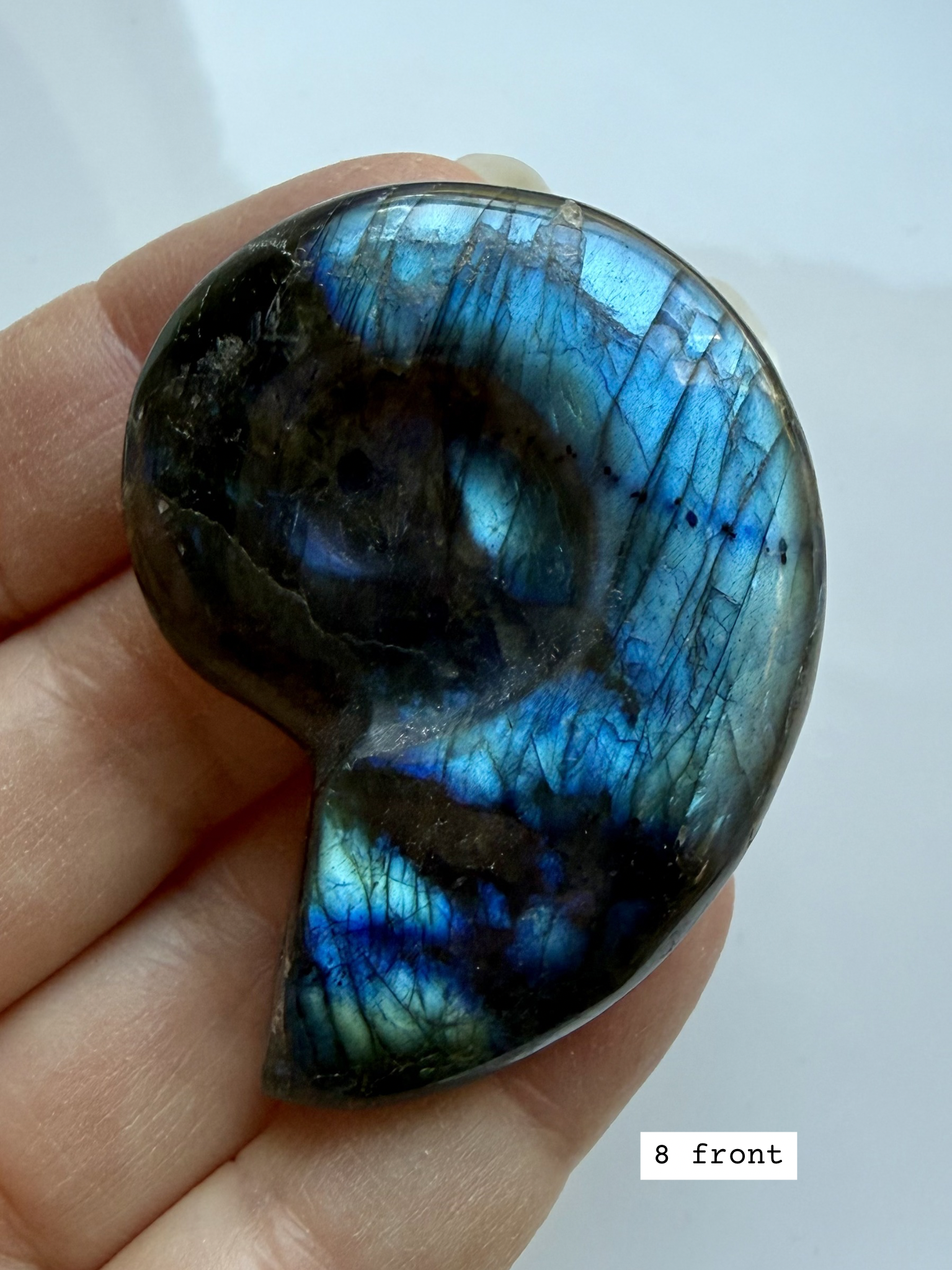 labradorite shell carving # 8 front view iridescent spiral crystal shell with strong flash choose your piece