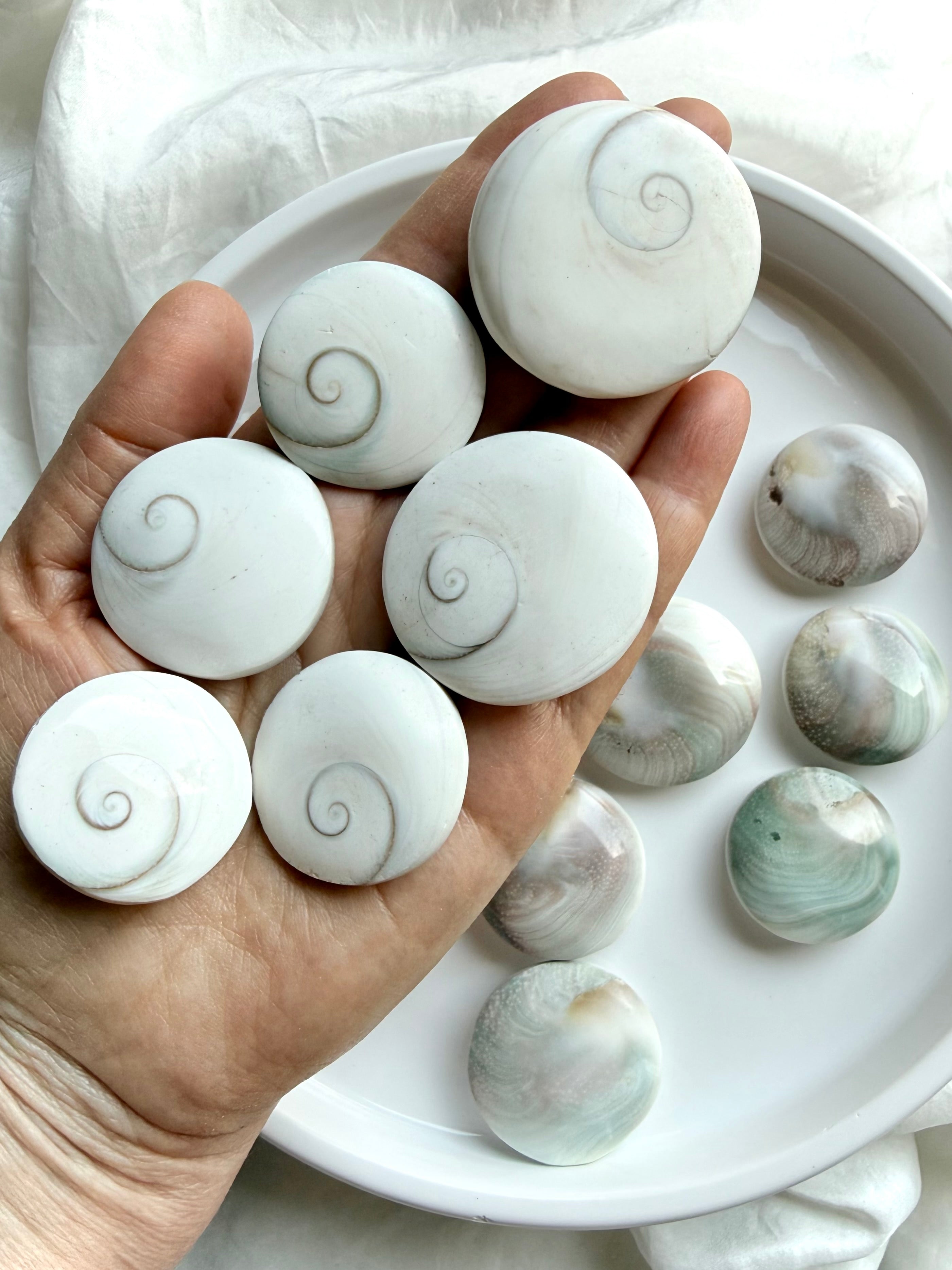 close-up of natural Shiva Eye shells on hand showing organic variation in size, color, and spiral detail