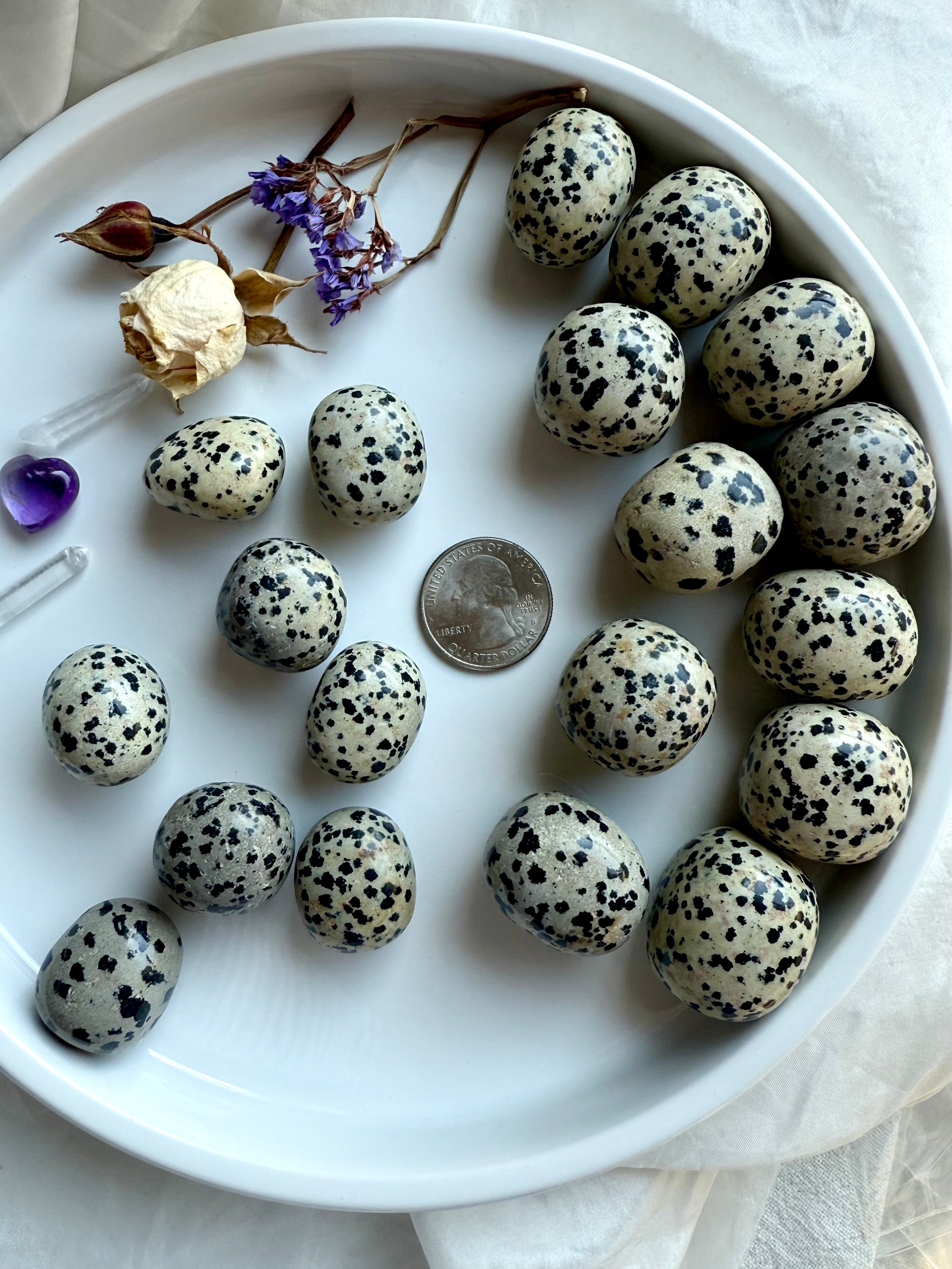 Small and large Dalmatian Jasper tumbles with a US quarter for scale, polka dot crystals for grounding & playfulness