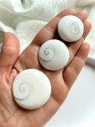 assorted Shiva Eye shells displayed on hand showing size range and polished spiral markings