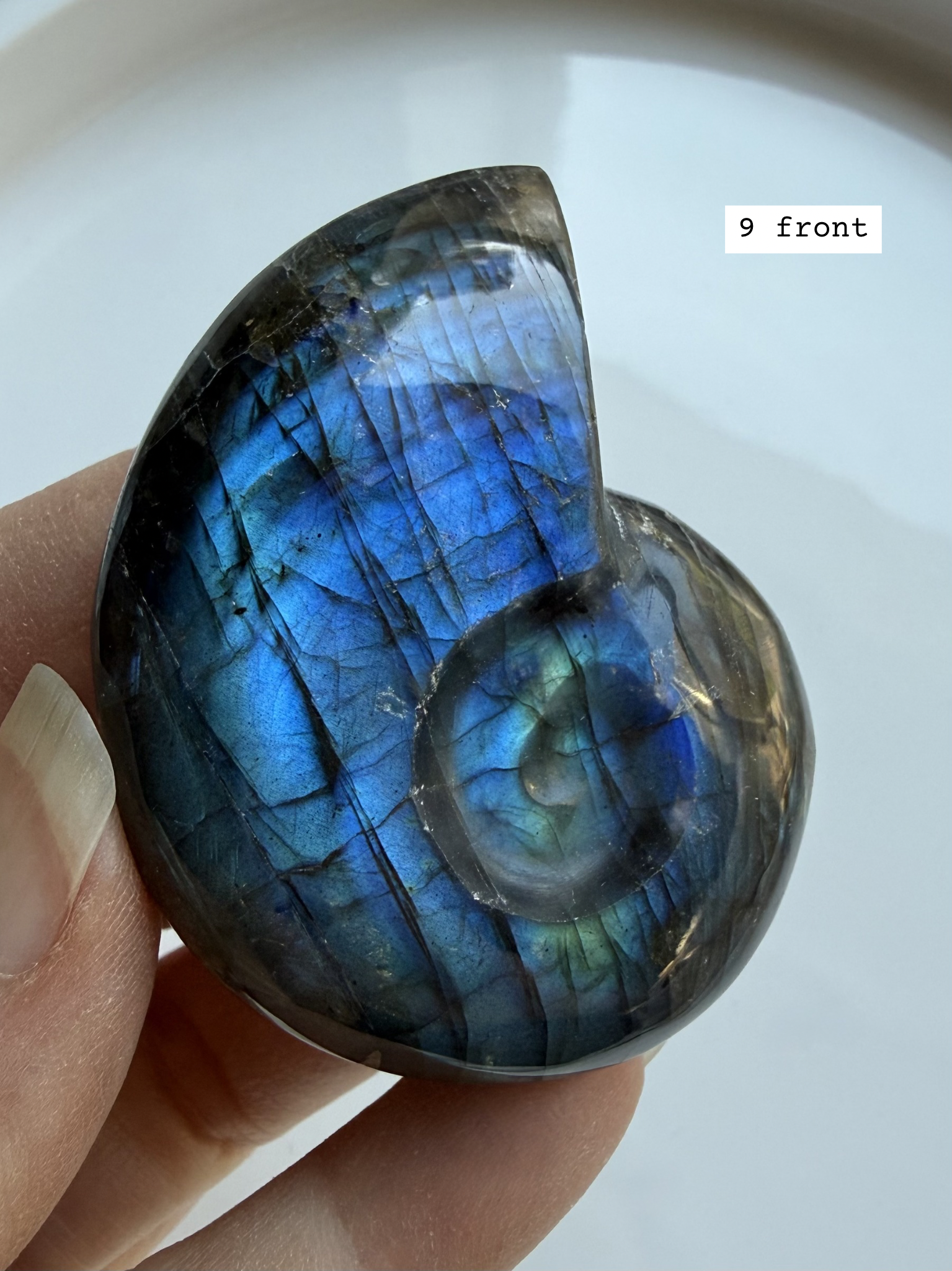 labradorite shell carving # 9 front view deep blue flash spiral crystal shell for transformation