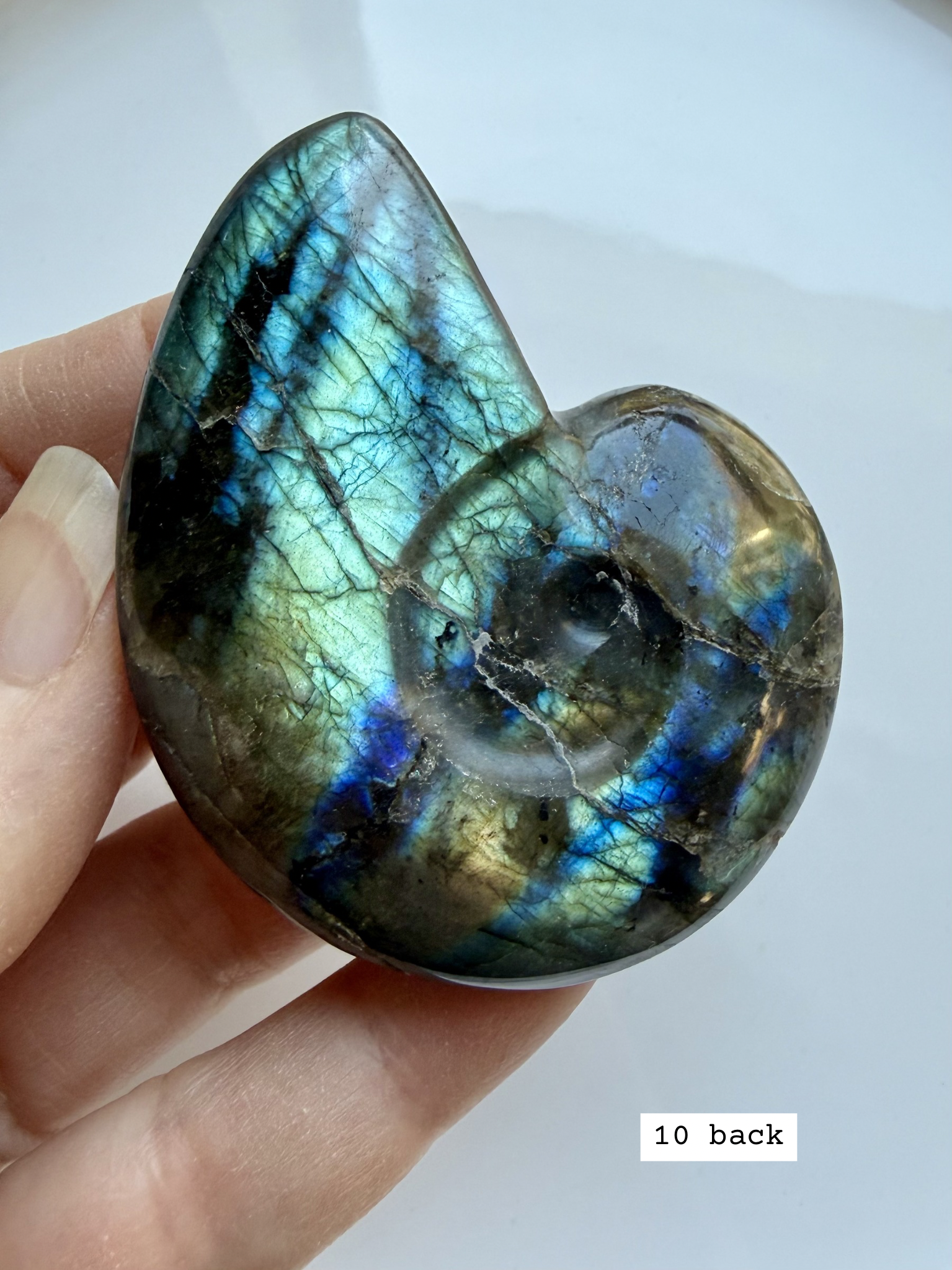 labradorite shell carving # 10 back view natural labradorite shell with soft flash and stone texture