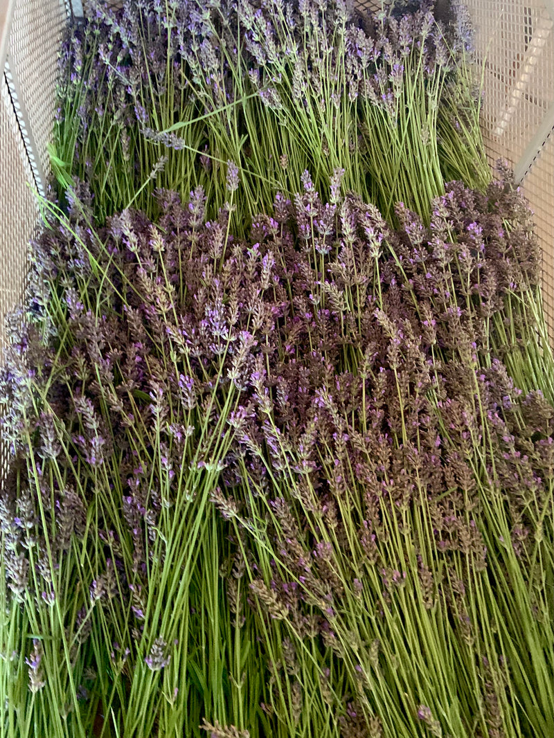 Artisan Distilled Lavender Hydrosol