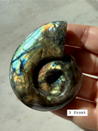 flashy labradorite shell carving, spiral crystal shell, choose your piece