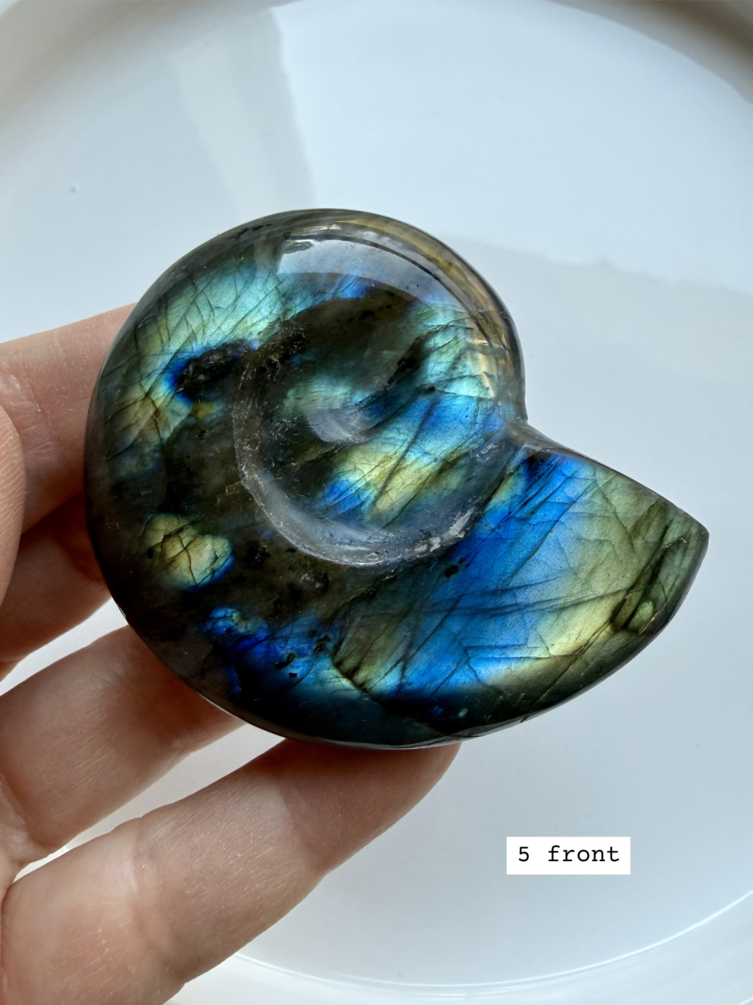 labradorite shell carving # 5 front, natural spiral crystal shell with labradorescence for intuition and transformation