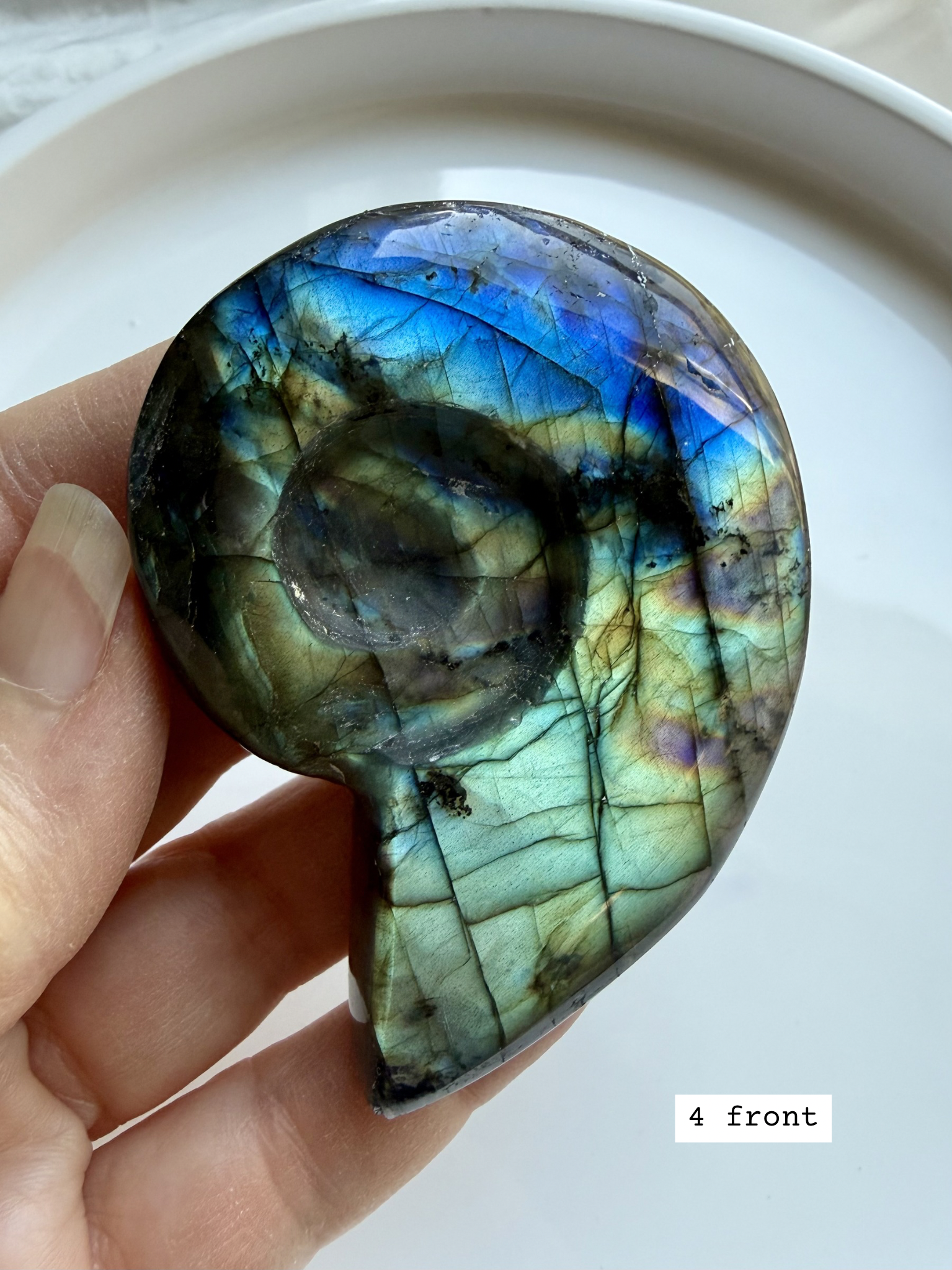 labradorite shell carving # 4 front, flashy spiral crystal shell with blue flash choose your piece