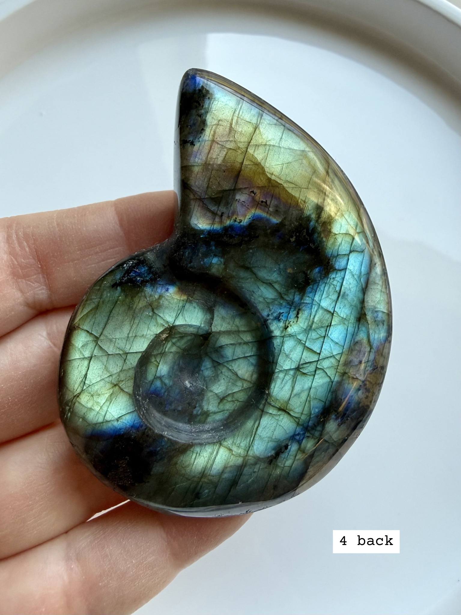 labradorite shell carving # 4 back view natural labradorite crystal shell showing raw pattern and polish