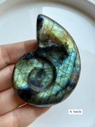 labradorite shell carving # 4 back view natural labradorite crystal shell showing raw pattern and polish